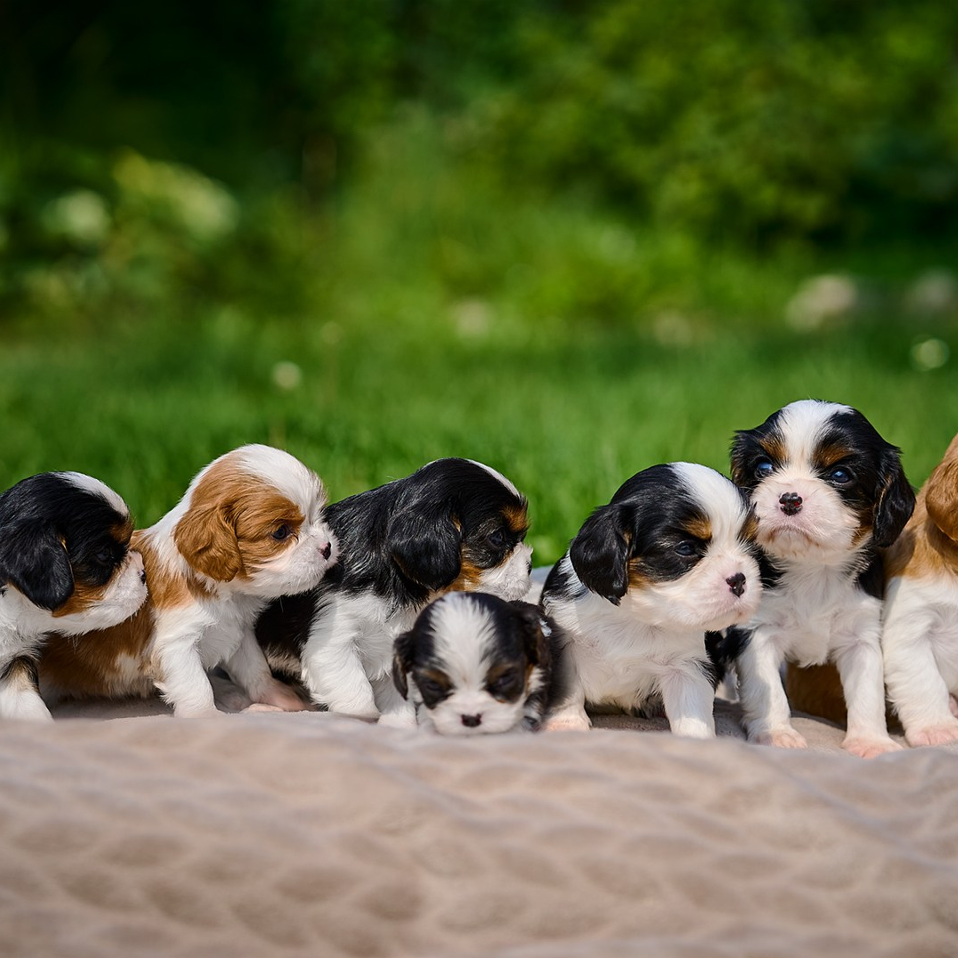 Щенки ККЧС 1 месяц