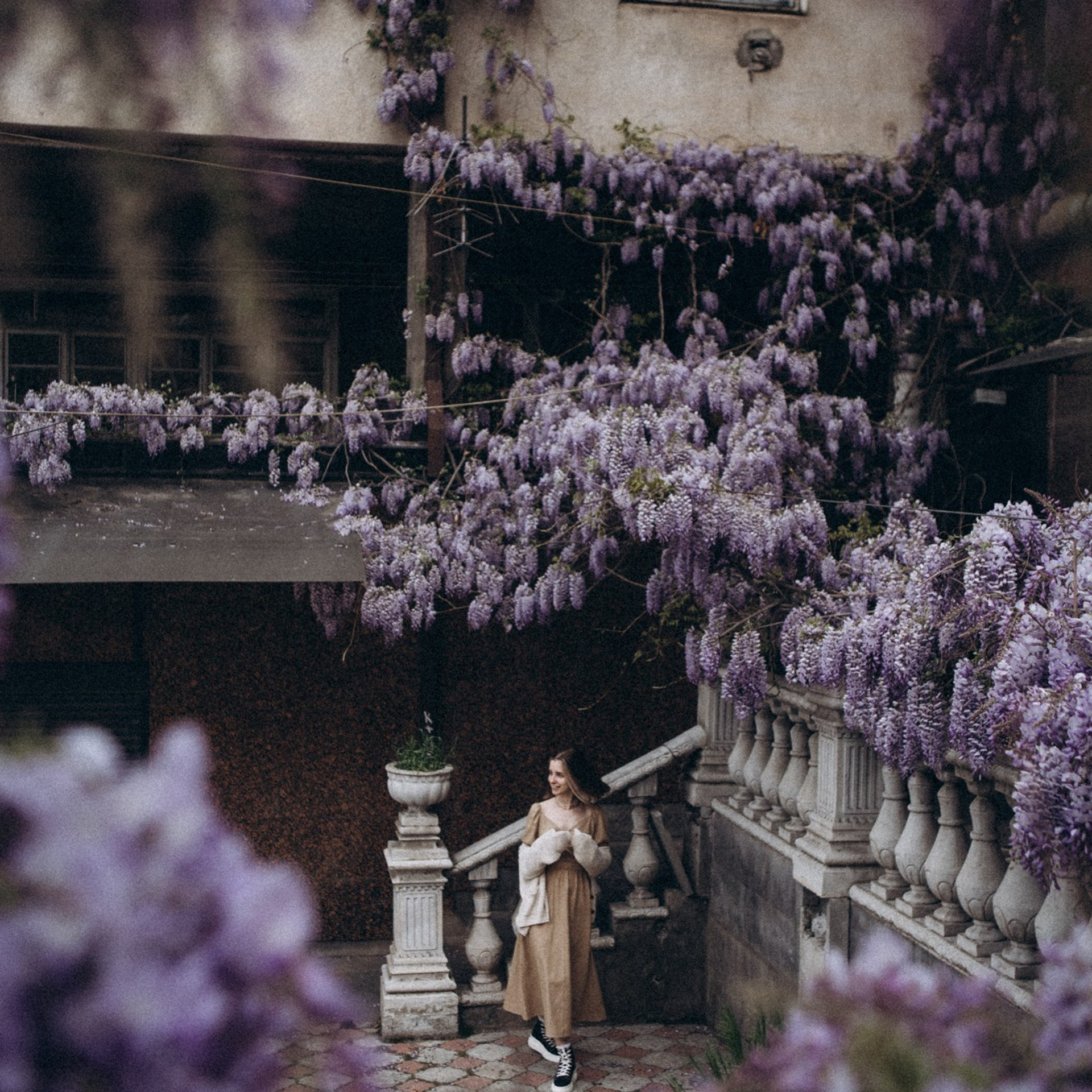 Когда зацвела глициния