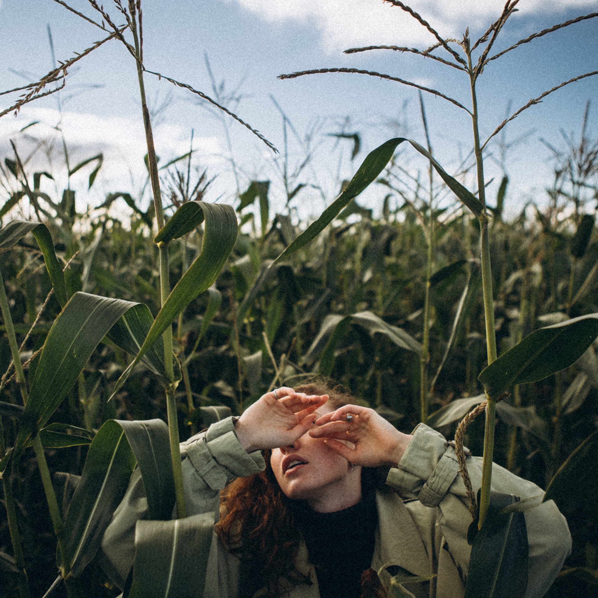В кукурузном поле