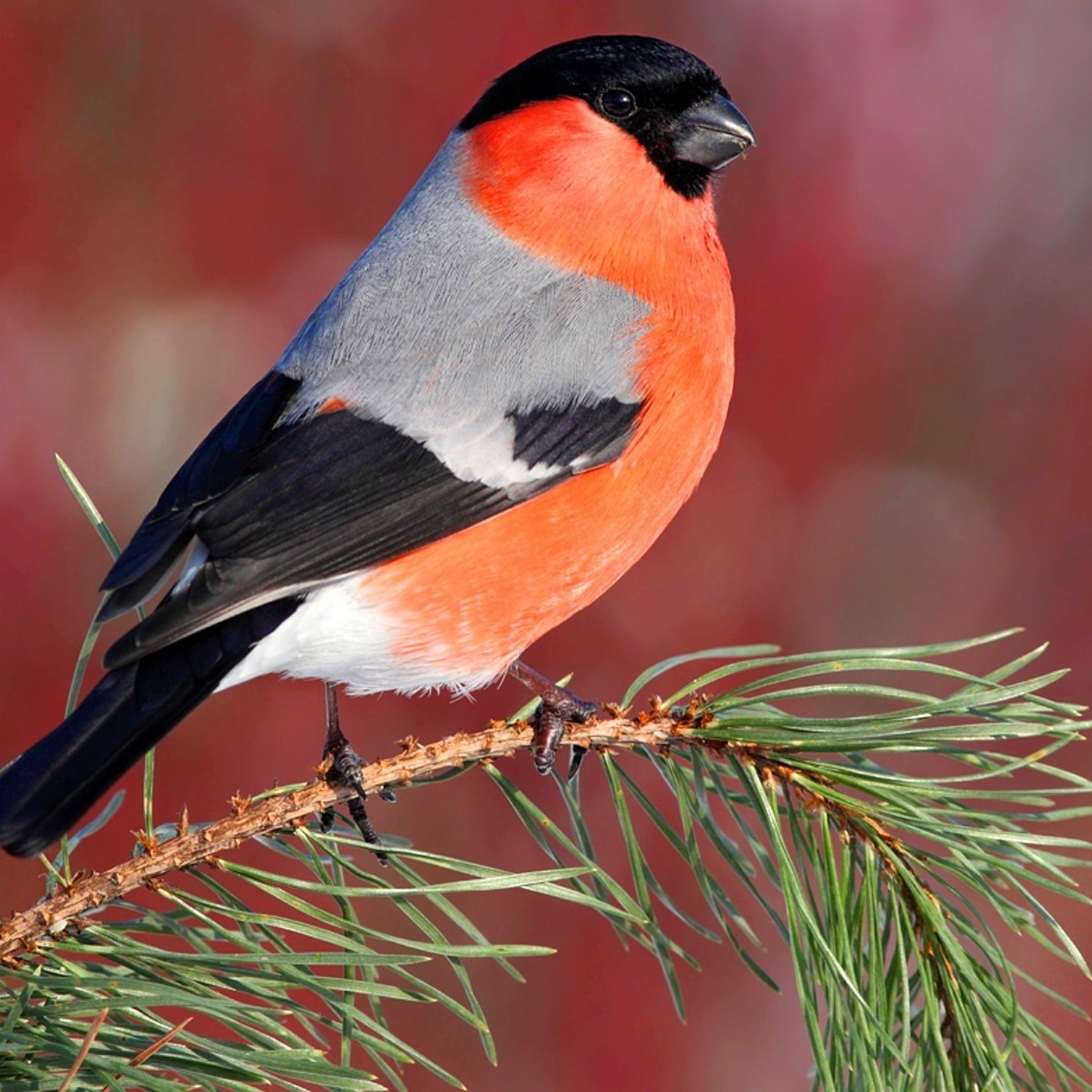 Отзывы. Бочарова Мария — школьный фотограф Апрелевка, Новая Москва, Московская область