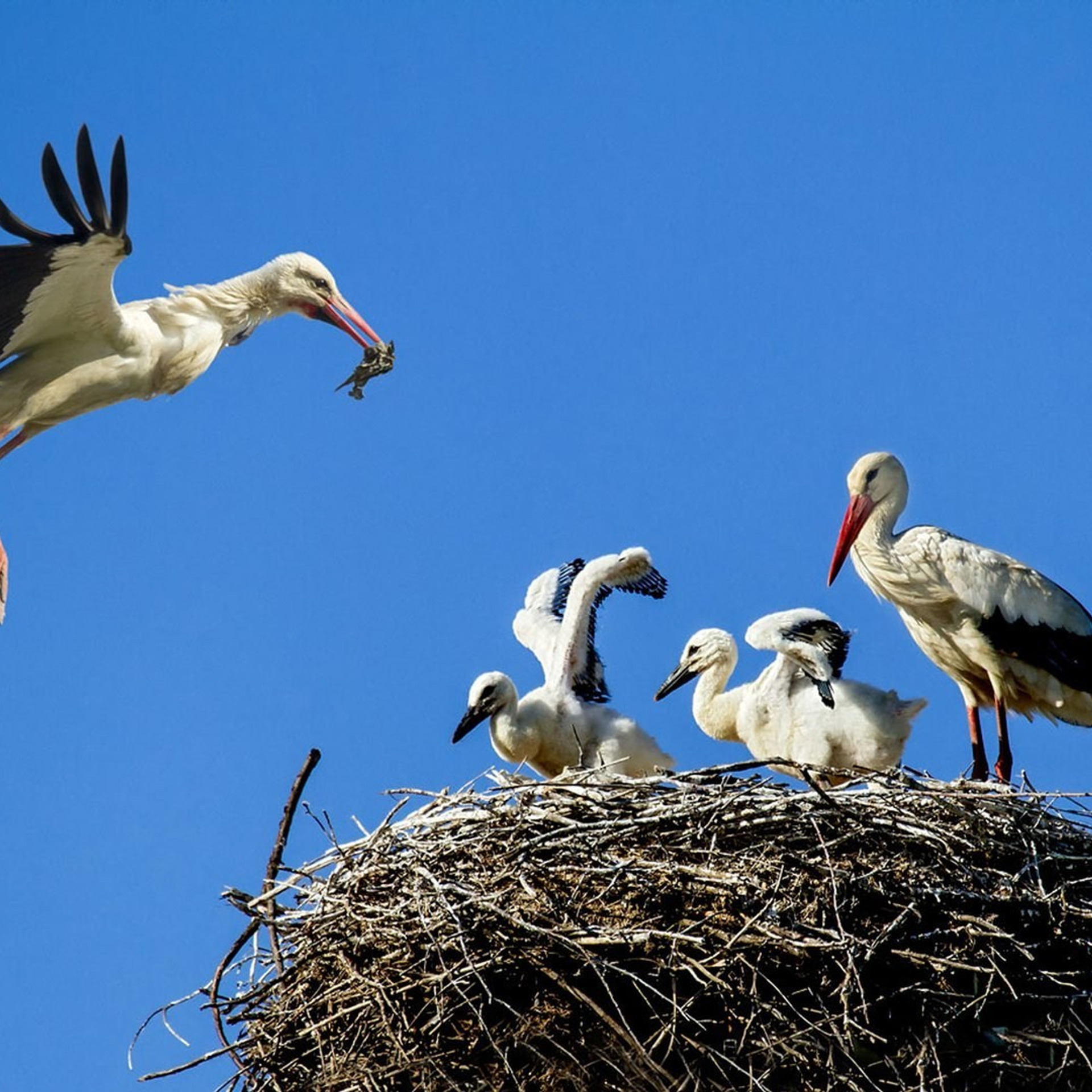 Отзывы. Бочарова Мария — школьный фотограф Апрелевка, Новая Москва, Московская область