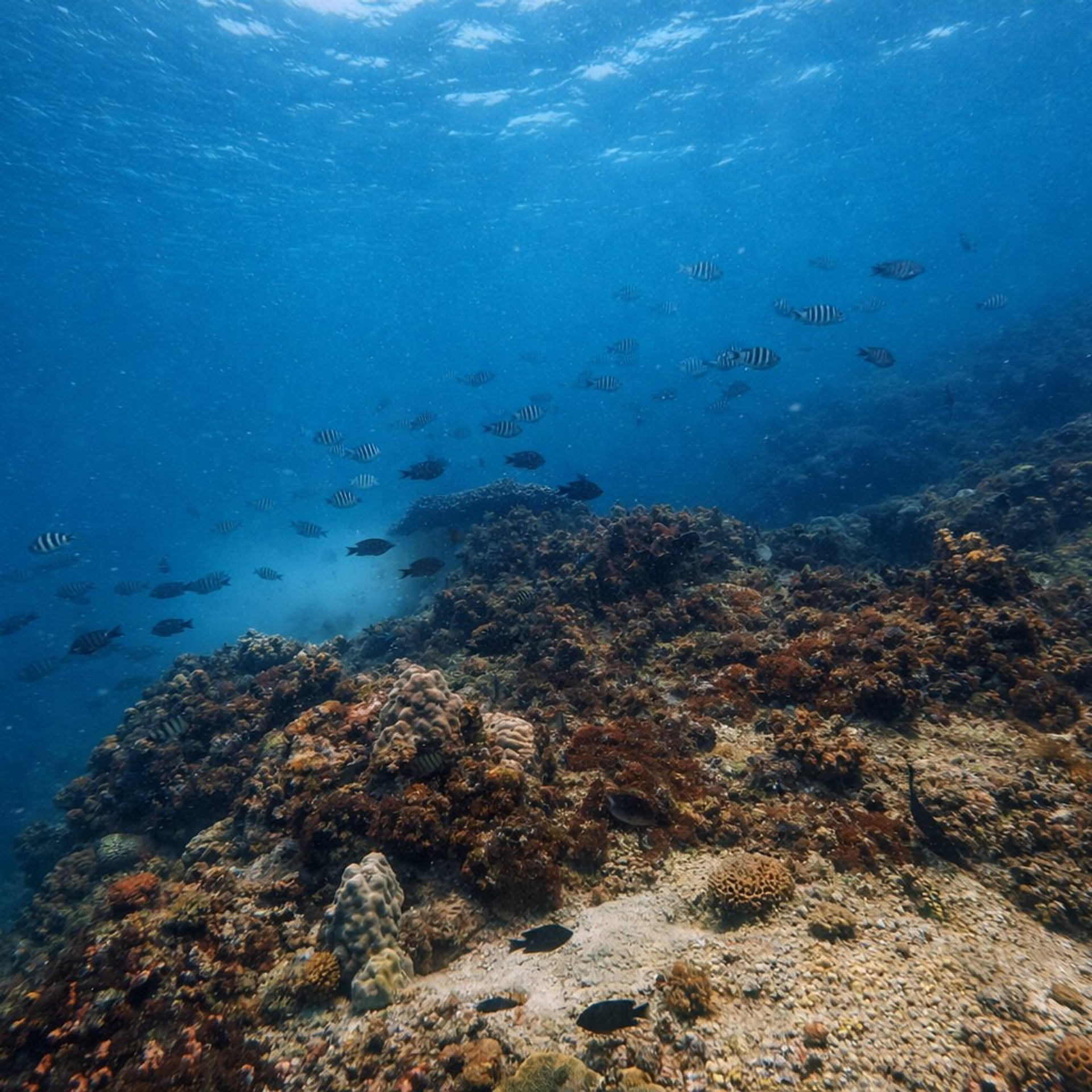 Дайвинг во Вьетнаме. Индивидуальные Экскурсии