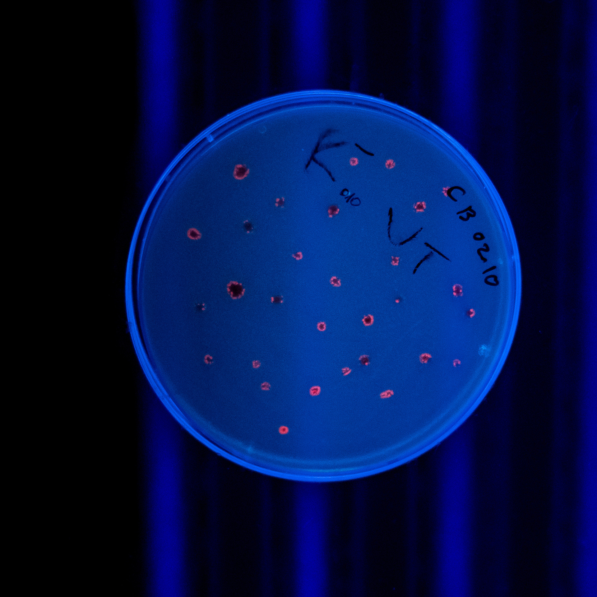 My students. Evgeny Pelevin. Photographer. Industry, reporting, weddings, portrait