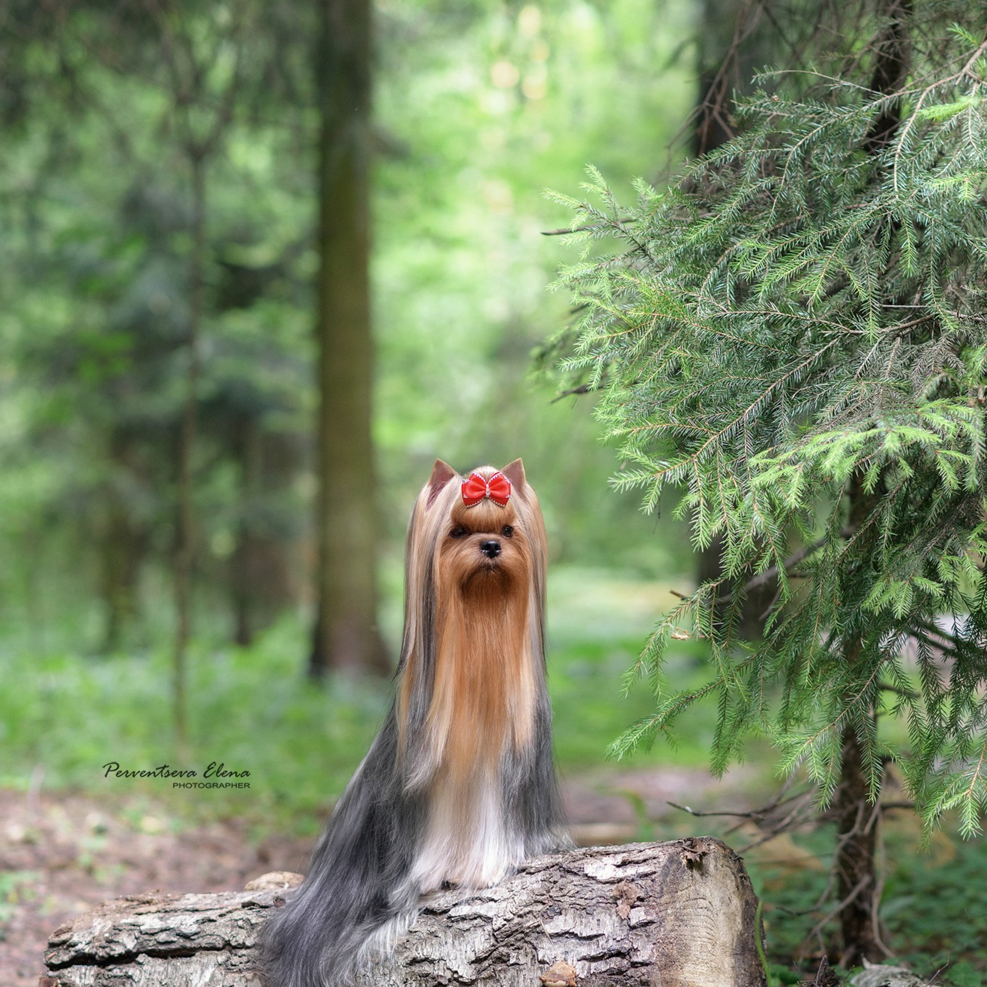 Йоркширский терьер. Мемориал. Питомник Воле'Т Шоу Vole'T Shou. Йоркширский терьер — питомник йоркширских терьеров Vole'T Shou