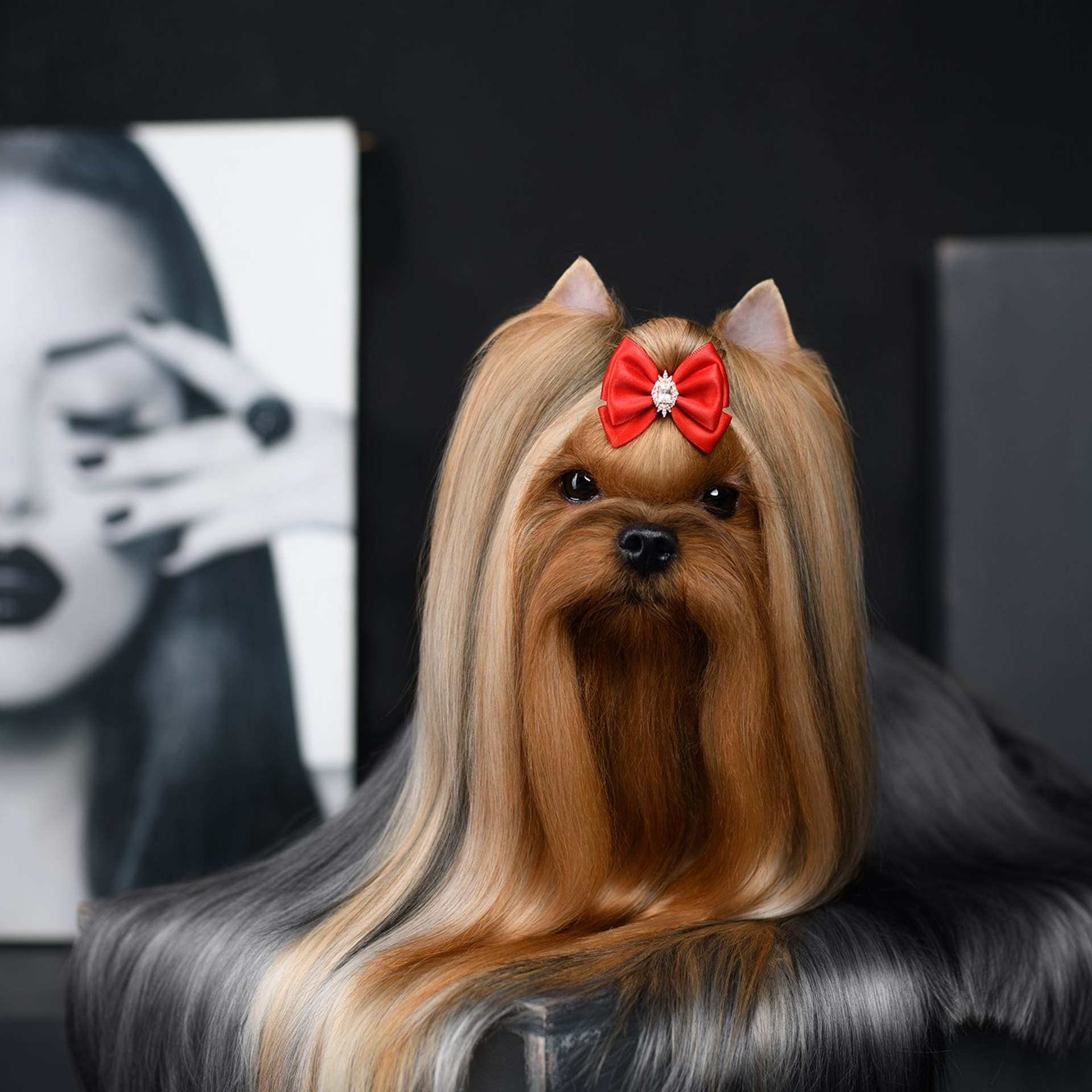 Йоркширский терьер. Мемориал. Питомник Воле'Т Шоу Vole'T Shou. Йоркширский терьер — питомник йоркширских терьеров Vole'T Shou