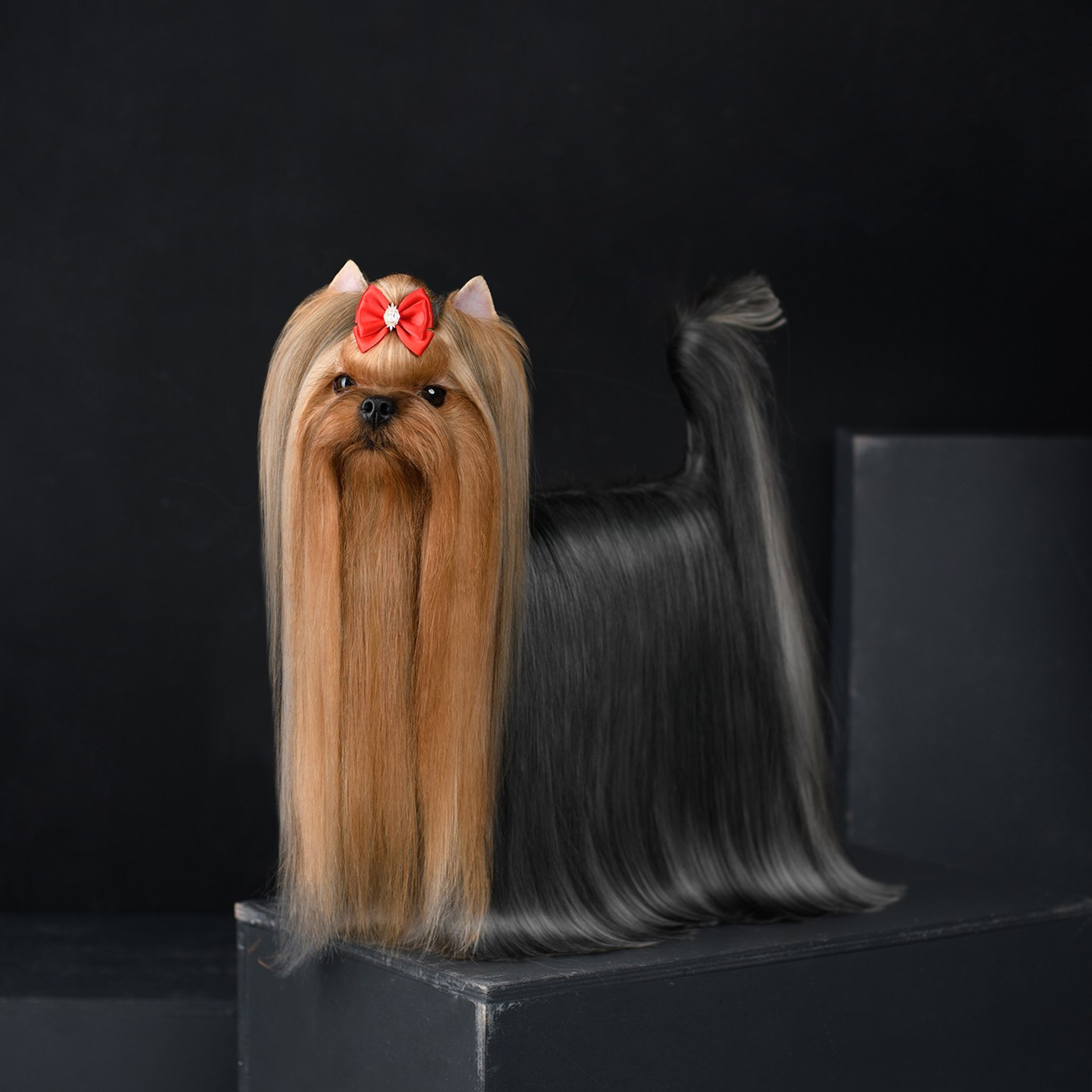 Йоркширский терьер. Мемориал. Питомник Воле'Т Шоу Vole'T Shou. Йоркширский терьер — питомник йоркширских терьеров Vole'T Shou