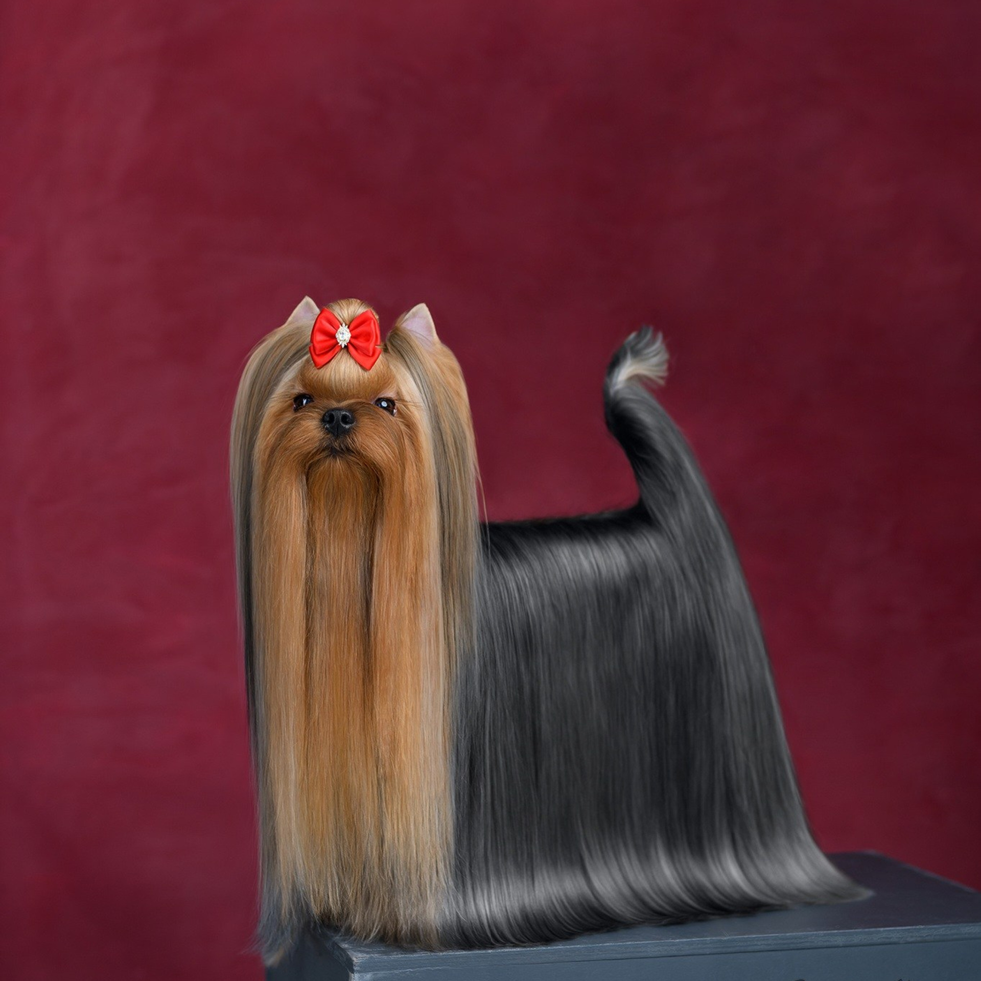 Йоркширский терьер. Мемориал. Питомник Воле'Т Шоу Vole'T Shou. Йоркширский терьер — питомник йоркширских терьеров Vole'T Shou