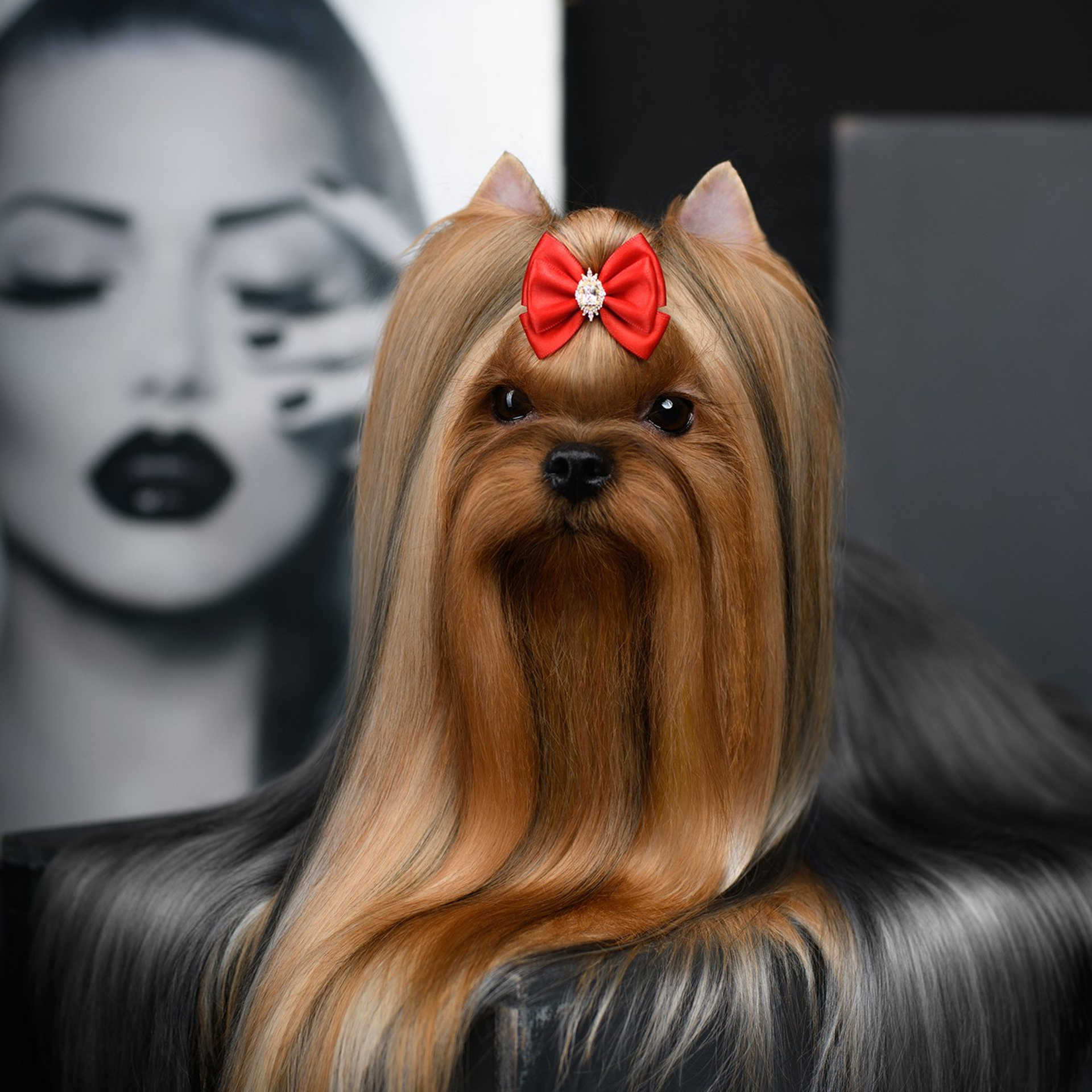 Йоркширский терьер. Мемориал. Питомник Воле'Т Шоу Vole'T Shou. Йоркширский терьер — питомник йоркширских терьеров Vole'T Shou