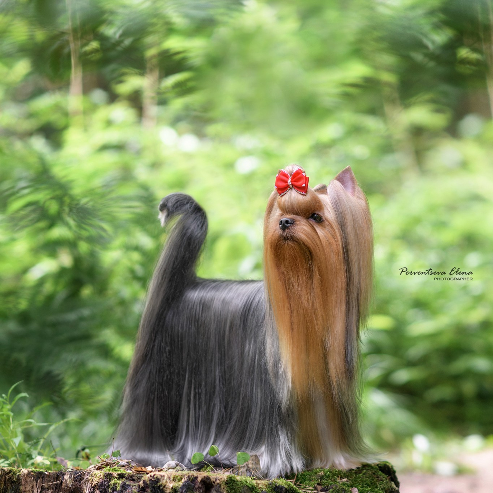 Йоркширский терьер. Мемориал. Питомник Воле'Т Шоу Vole'T Shou. Йоркширский терьер — питомник йоркширских терьеров Vole'T Shou
