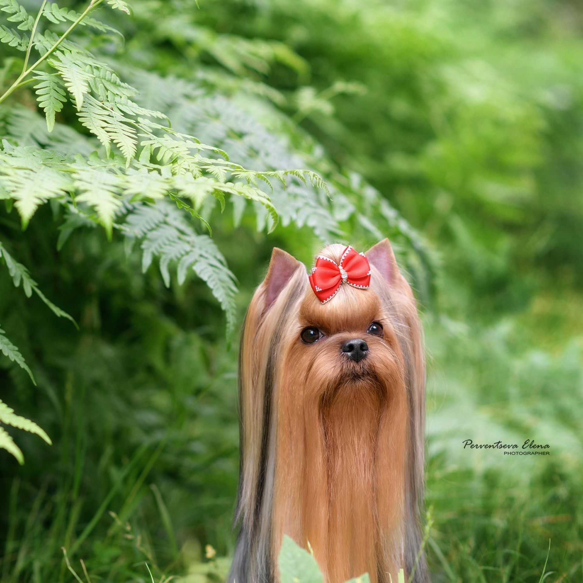 Йоркширский терьер. Мемориал. Питомник Воле'Т Шоу Vole'T Shou. Йоркширский терьер — питомник йоркширских терьеров Vole'T Shou