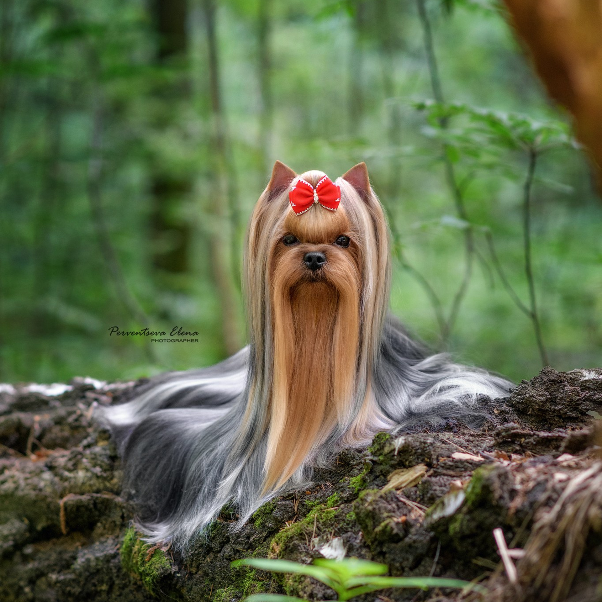 Йоркширский терьер. Мемориал. Питомник Воле'Т Шоу Vole'T Shou. Йоркширский терьер — питомник йоркширских терьеров Vole'T Shou