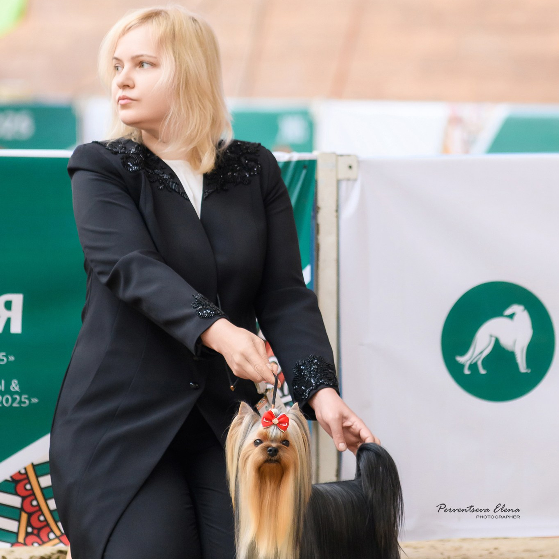 Йоркширский терьер. Мемориал. Питомник Воле'Т Шоу Vole'T Shou. Йоркширский терьер — питомник йоркширских терьеров Vole'T Shou