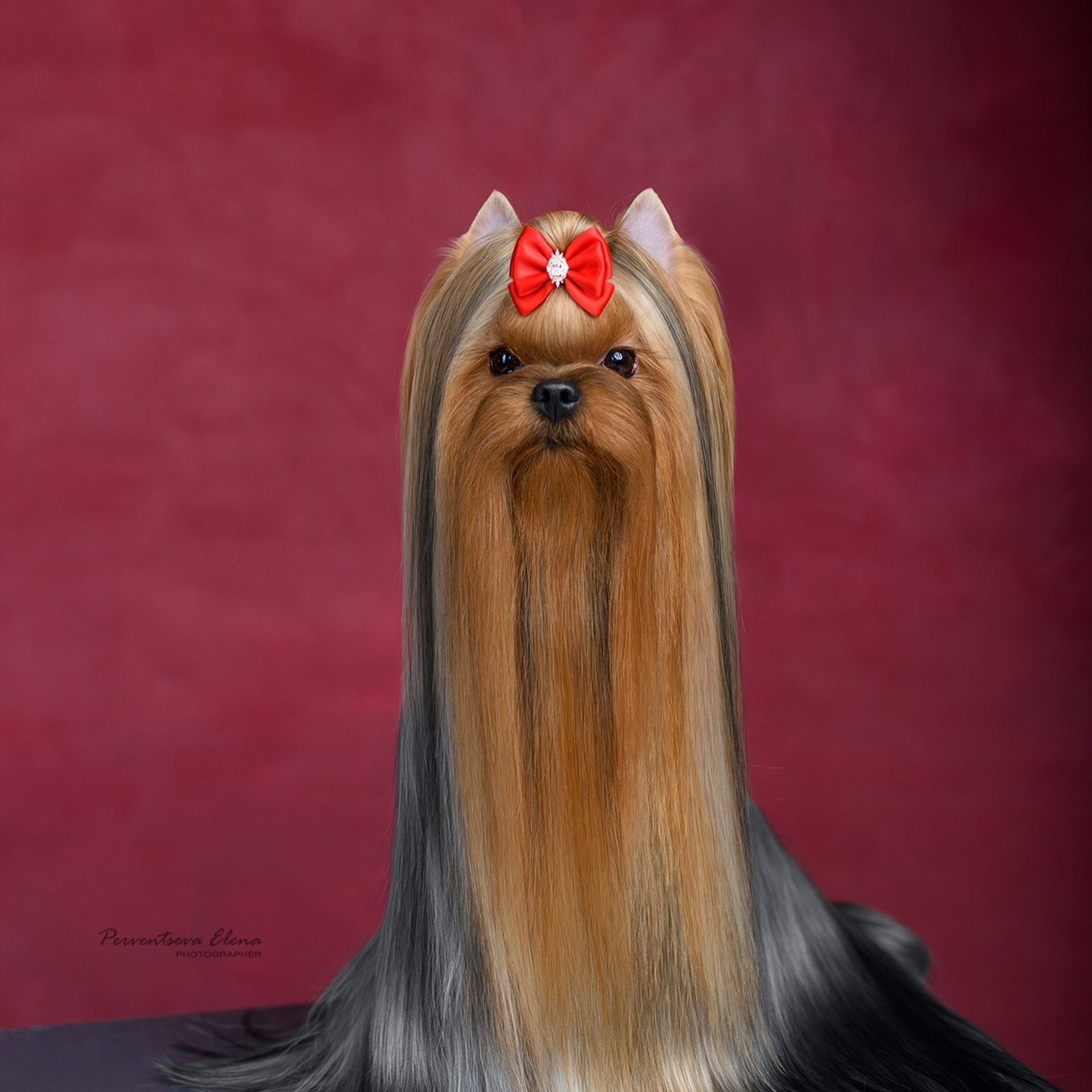 Йоркширский терьер. Мемориал. Питомник Воле'Т Шоу Vole'T Shou. Йоркширский терьер — питомник йоркширских терьеров Vole'T Shou