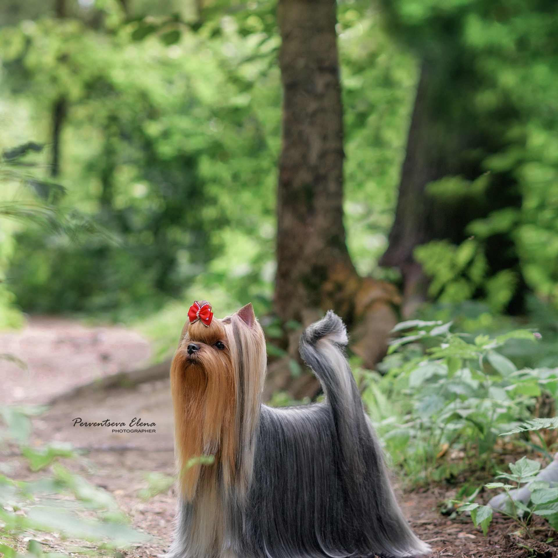 Йоркширский терьер. Мемориал. Питомник Воле'Т Шоу Vole'T Shou. Йоркширский терьер — питомник йоркширских терьеров Vole'T Shou
