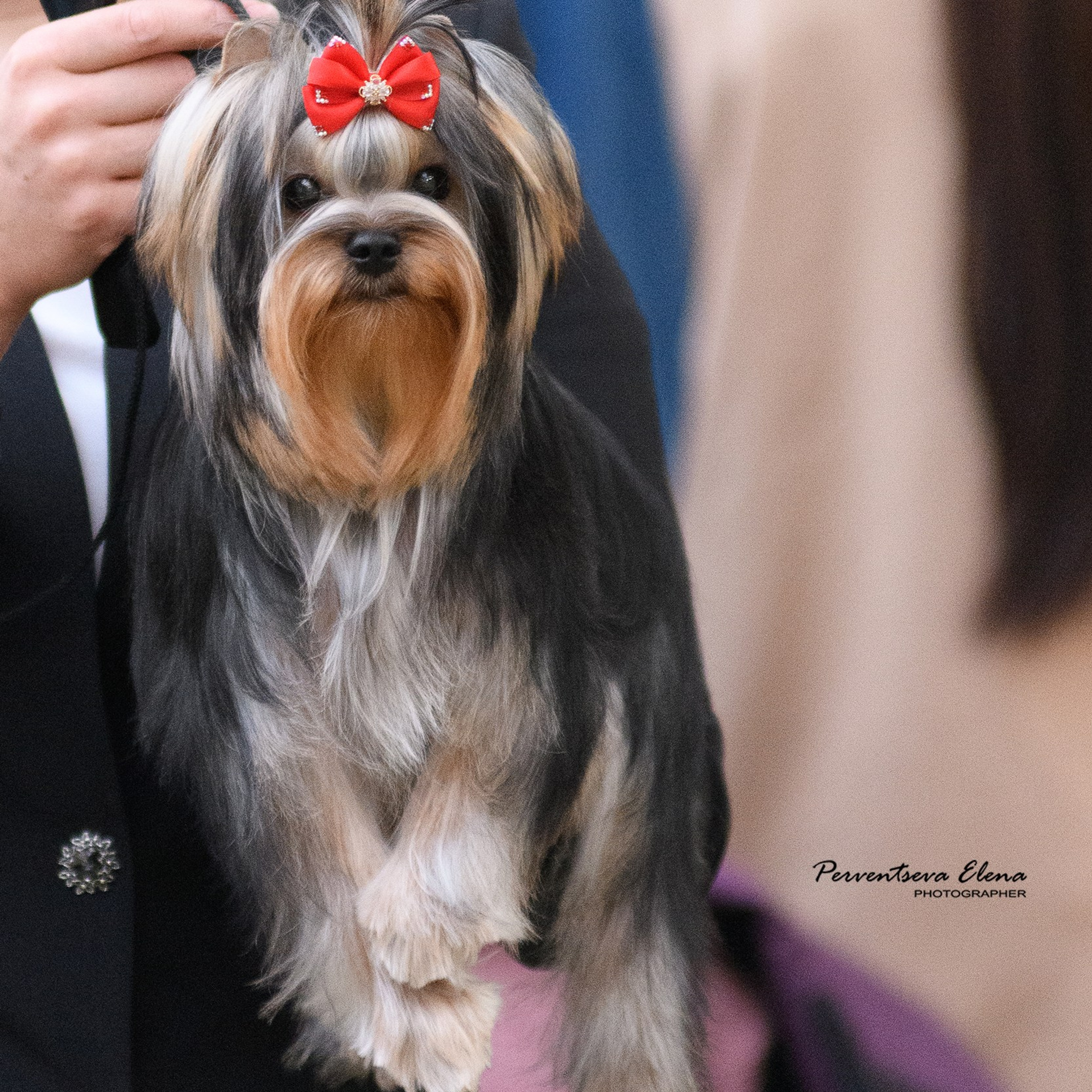 Йоркширский терьер. Мемориал. Питомник Воле'Т Шоу Vole'T Shou. Йоркширский терьер — питомник йоркширских терьеров Vole'T Shou