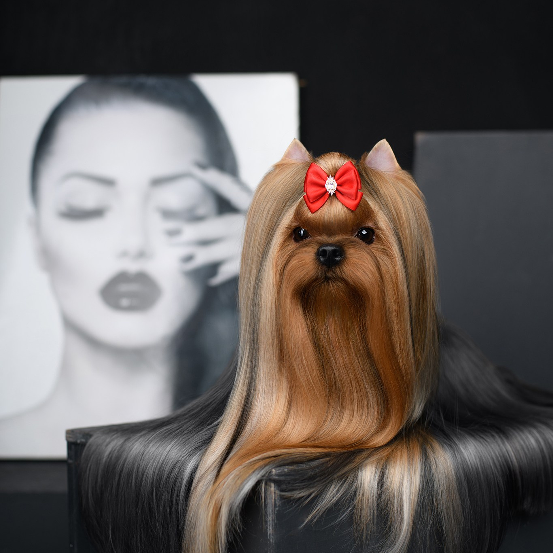 Йоркширский терьер. Мемориал. Питомник Воле'Т Шоу Vole'T Shou. Йоркширский терьер — питомник йоркширских терьеров Vole'T Shou