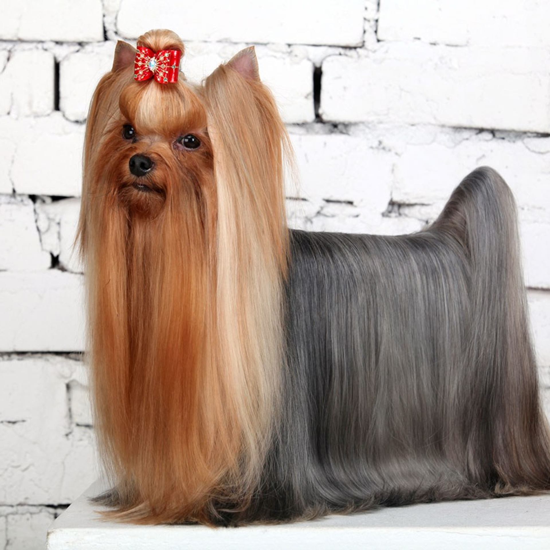 Dovercastle Winston Churchill — JWW, Rus, Club, Ukr, Blr, Isr, Rus Grand Ch.