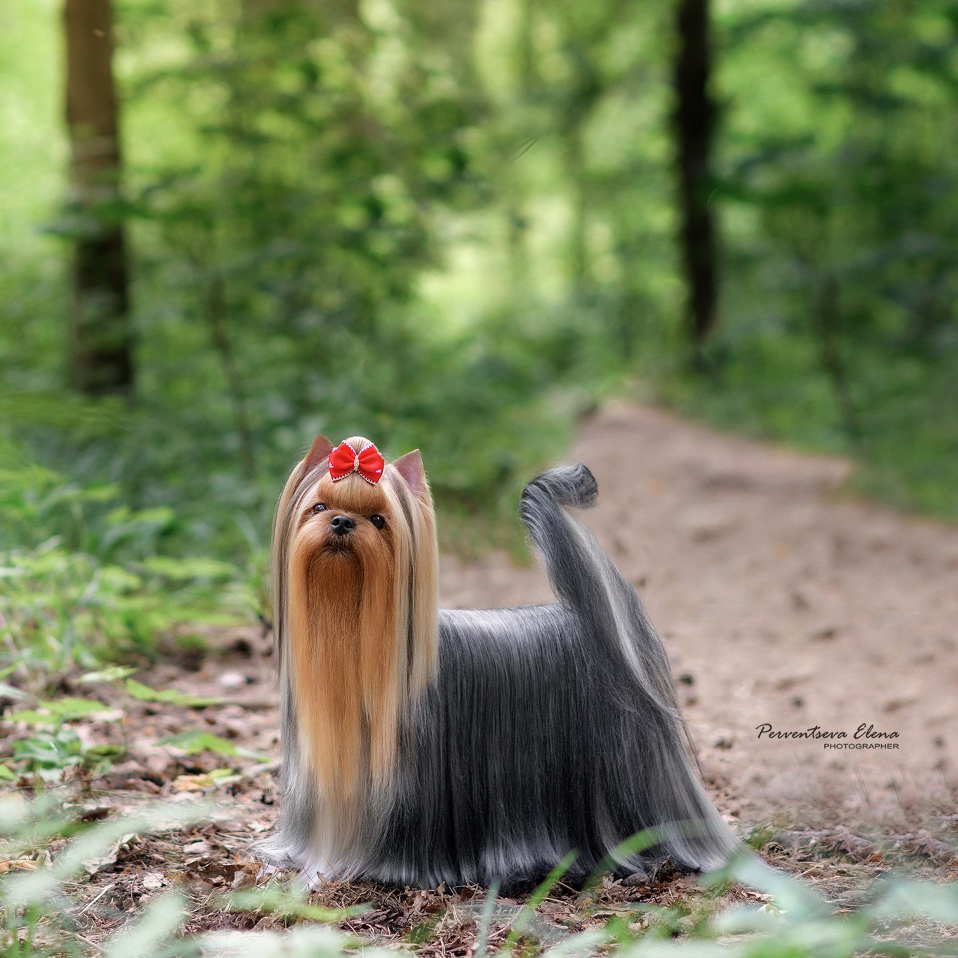 Йоркширский терьер. Мемориал. Питомник Воле'Т Шоу Vole'T Shou. Йоркширский терьер — питомник йоркширских терьеров Vole'T Shou