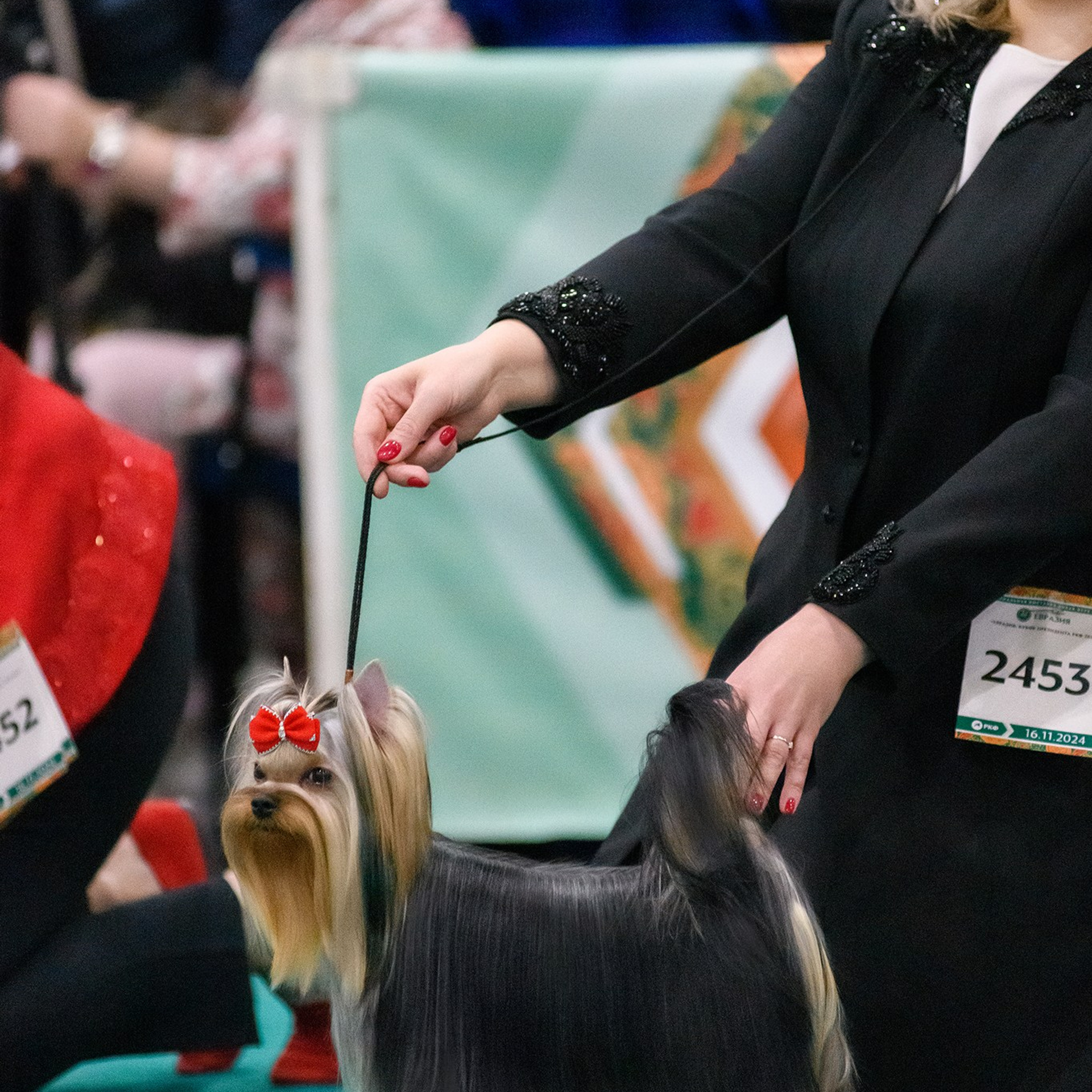 Йоркширский терьер. Мемориал. Питомник Воле'Т Шоу Vole'T Shou. Йоркширский терьер — питомник йоркширских терьеров Vole'T Shou