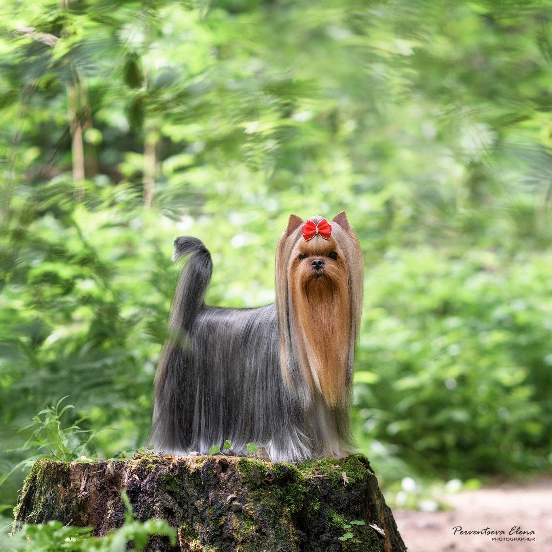 Йоркширский терьер. Мемориал. Питомник Воле'Т Шоу Vole'T Shou. Йоркширский терьер — питомник йоркширских терьеров Vole'T Shou