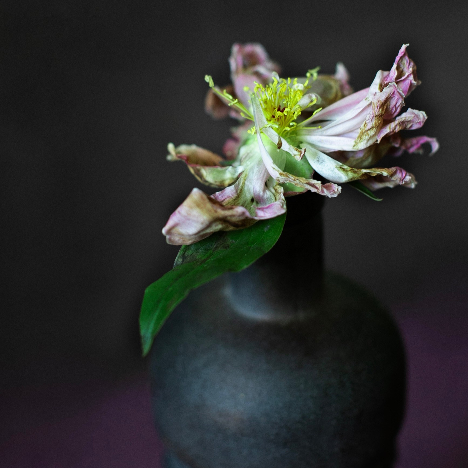 Цветы. Фотограф-портретист в Москве