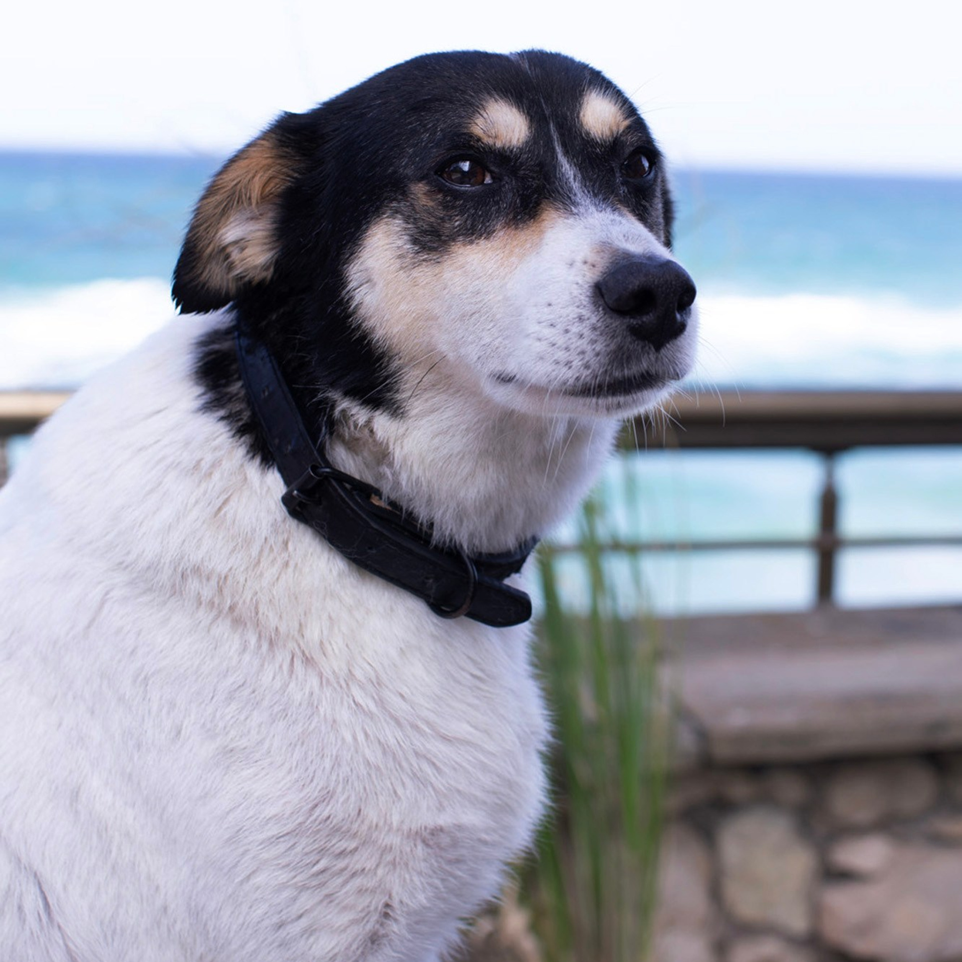 Болгария'25. Фотограф-портретист в Москве