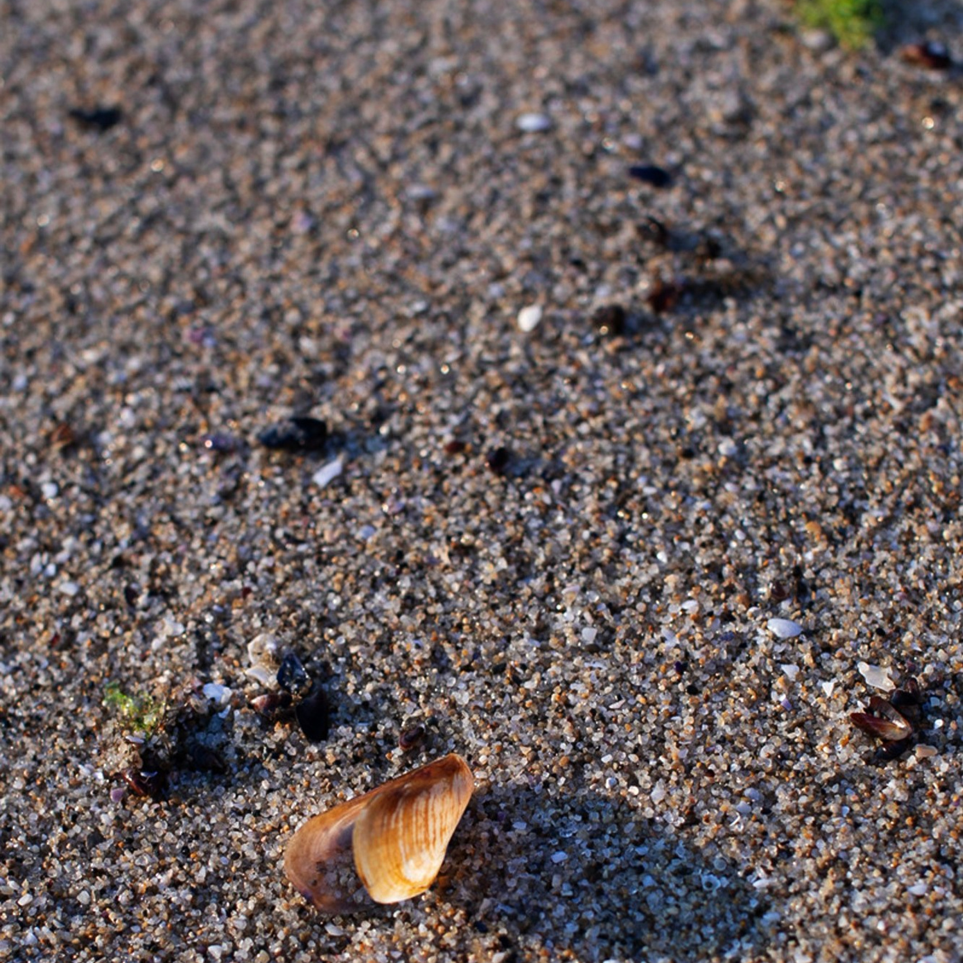 Болгария'25. Фотограф-портретист в Москве