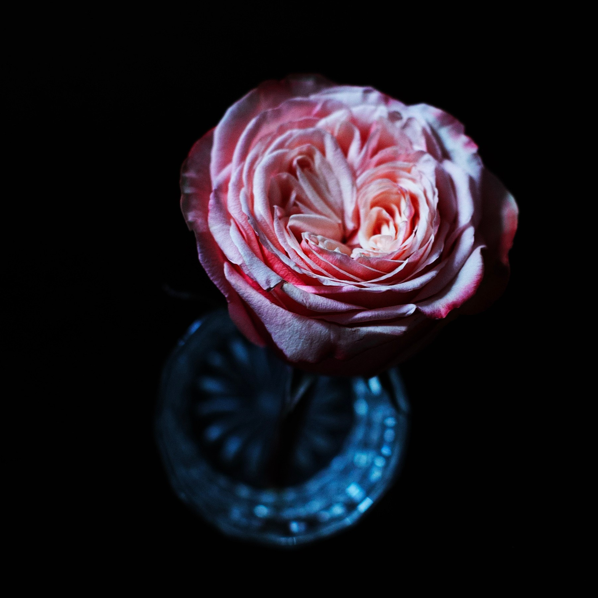 Цветы. Фотограф-портретист в Москве