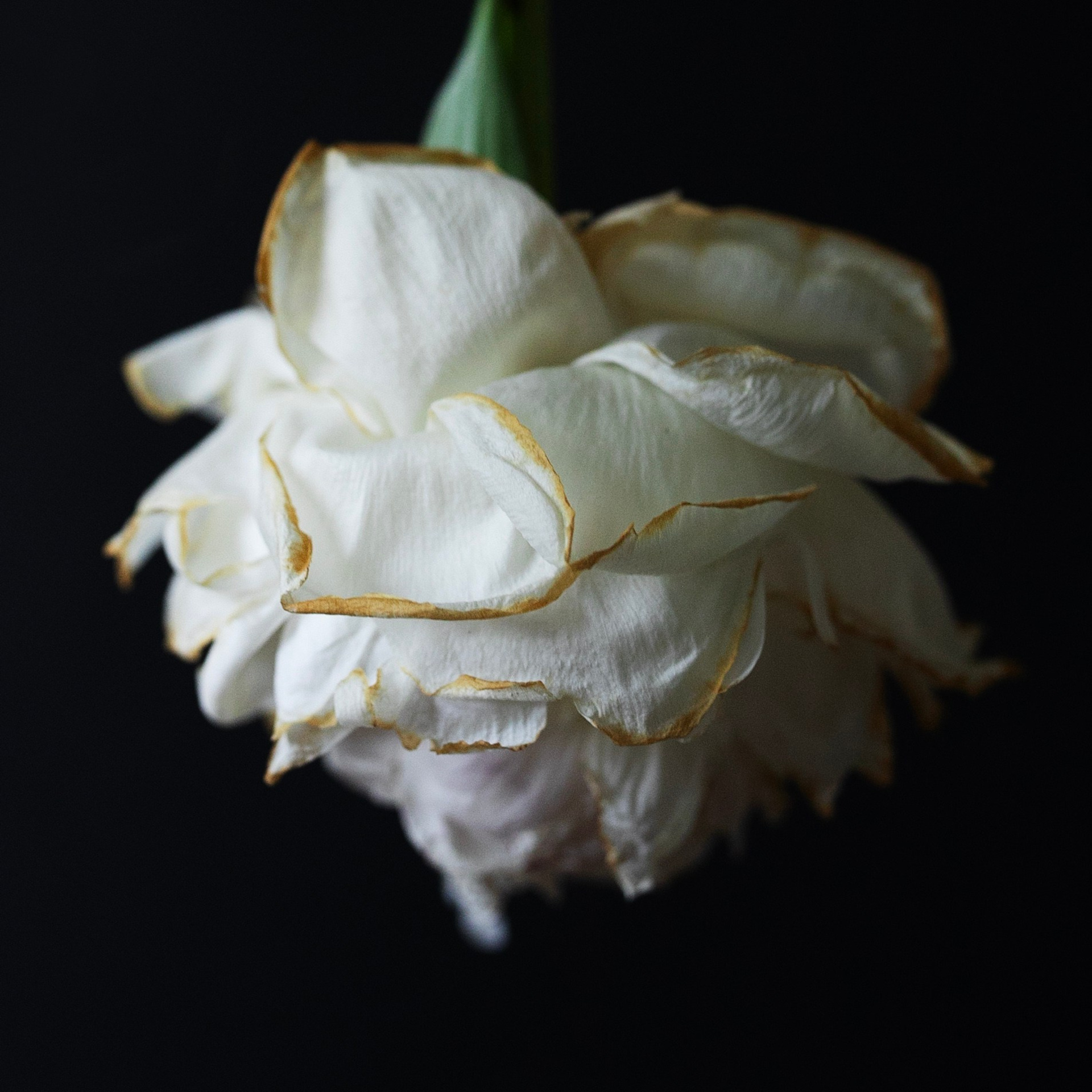 Цветы. Фотограф-портретист в Москве