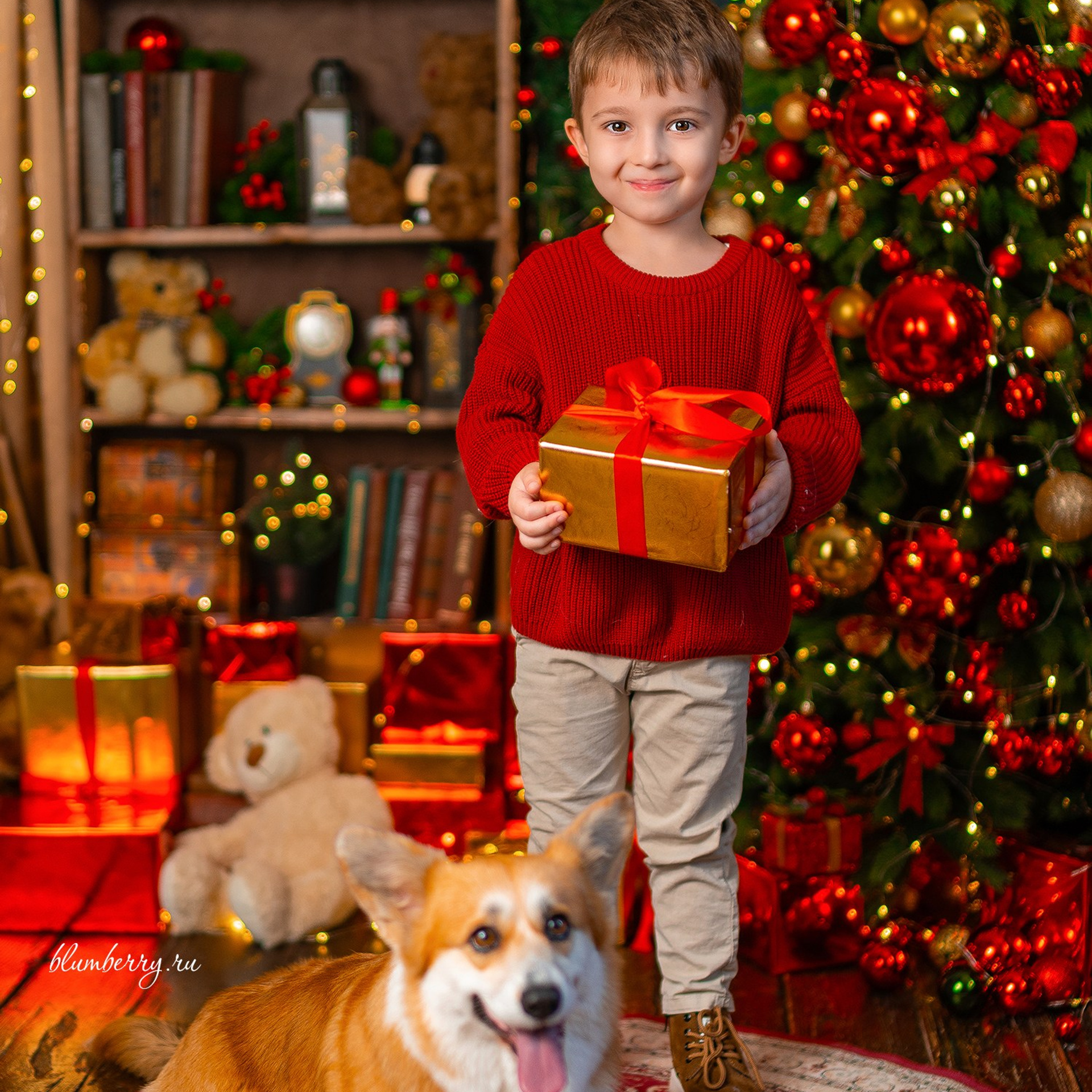 Новогодняя с корги. Детский и семейный фотограф в Краснодаре Анастасия Blumberry