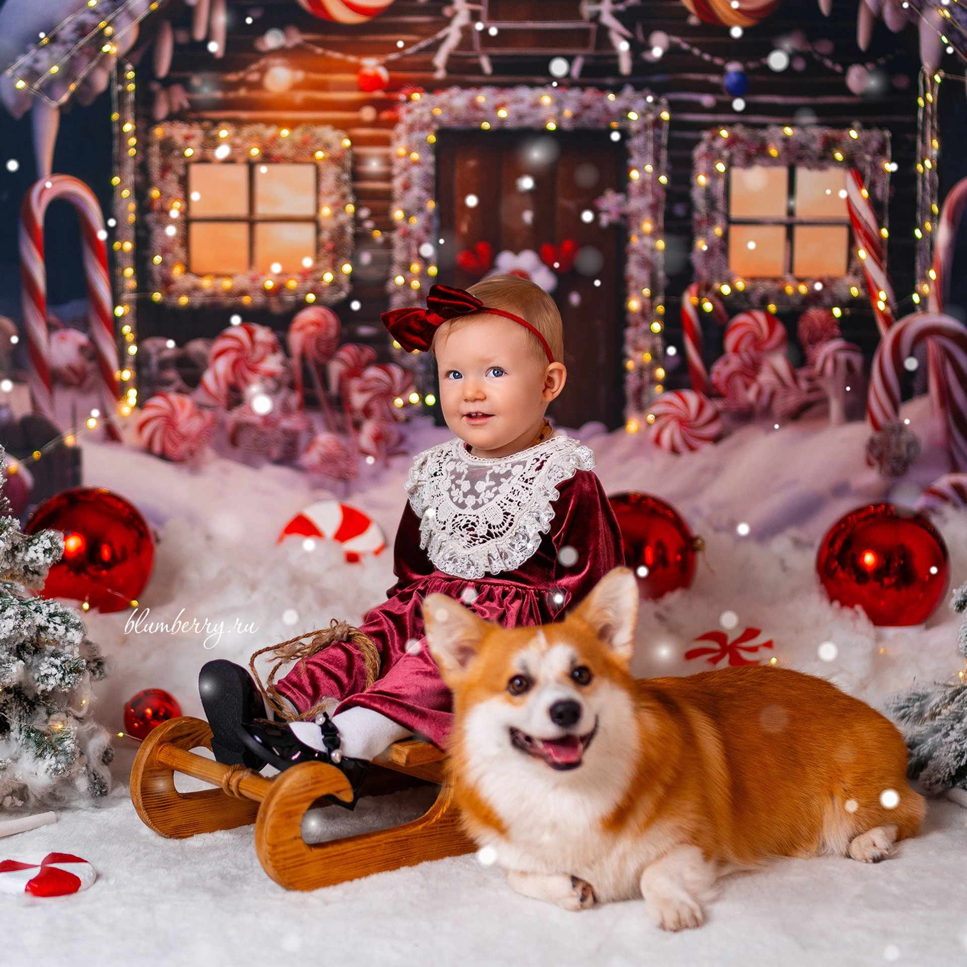 Новогодняя с корги. Детский и семейный фотограф в Краснодаре Анастасия Blumberry