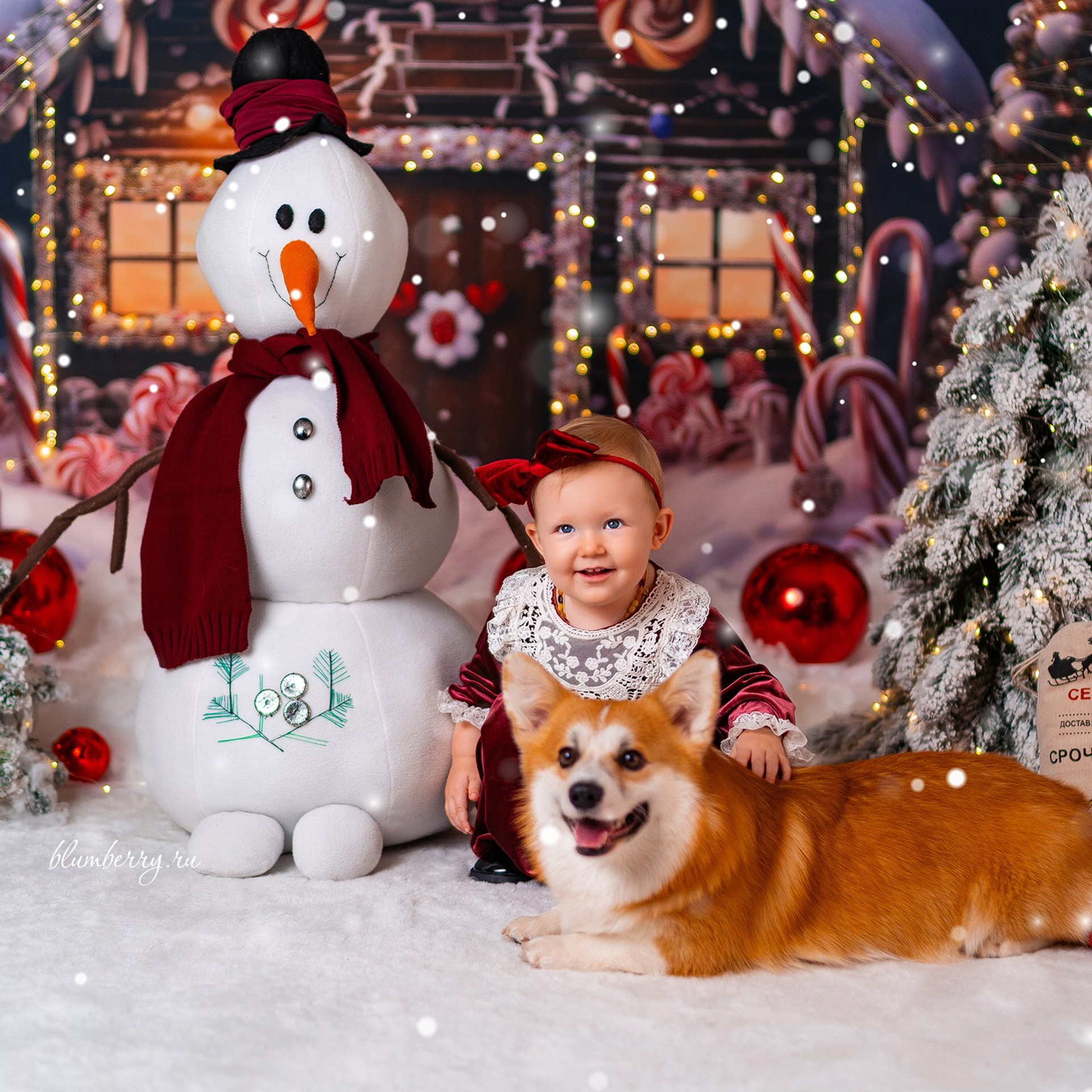 Новогодняя с корги. Детский и семейный фотограф в Краснодаре Анастасия Blumberry
