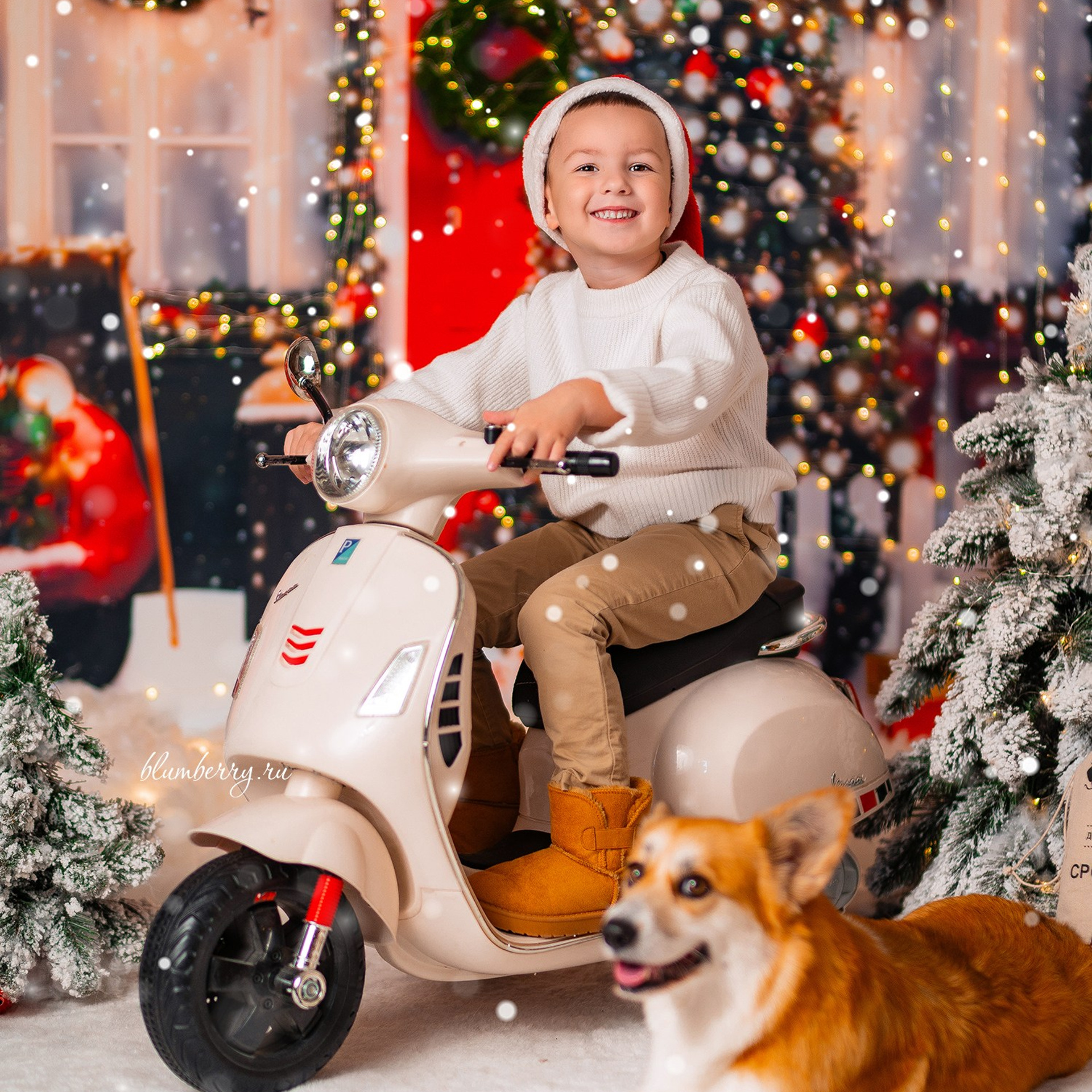 Новогодняя с корги. Детский и семейный фотограф в Краснодаре Анастасия Blumberry