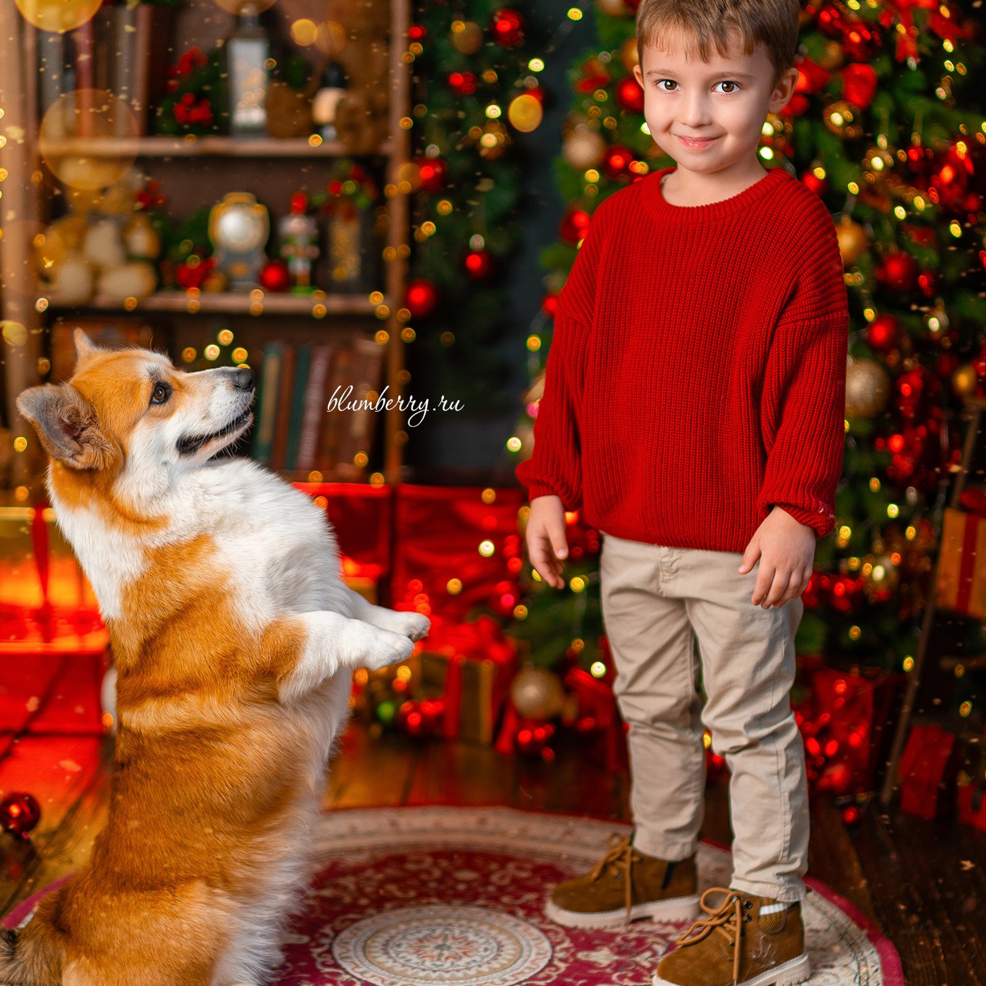 Новогодняя с корги. Детский и семейный фотограф в Краснодаре Анастасия Blumberry