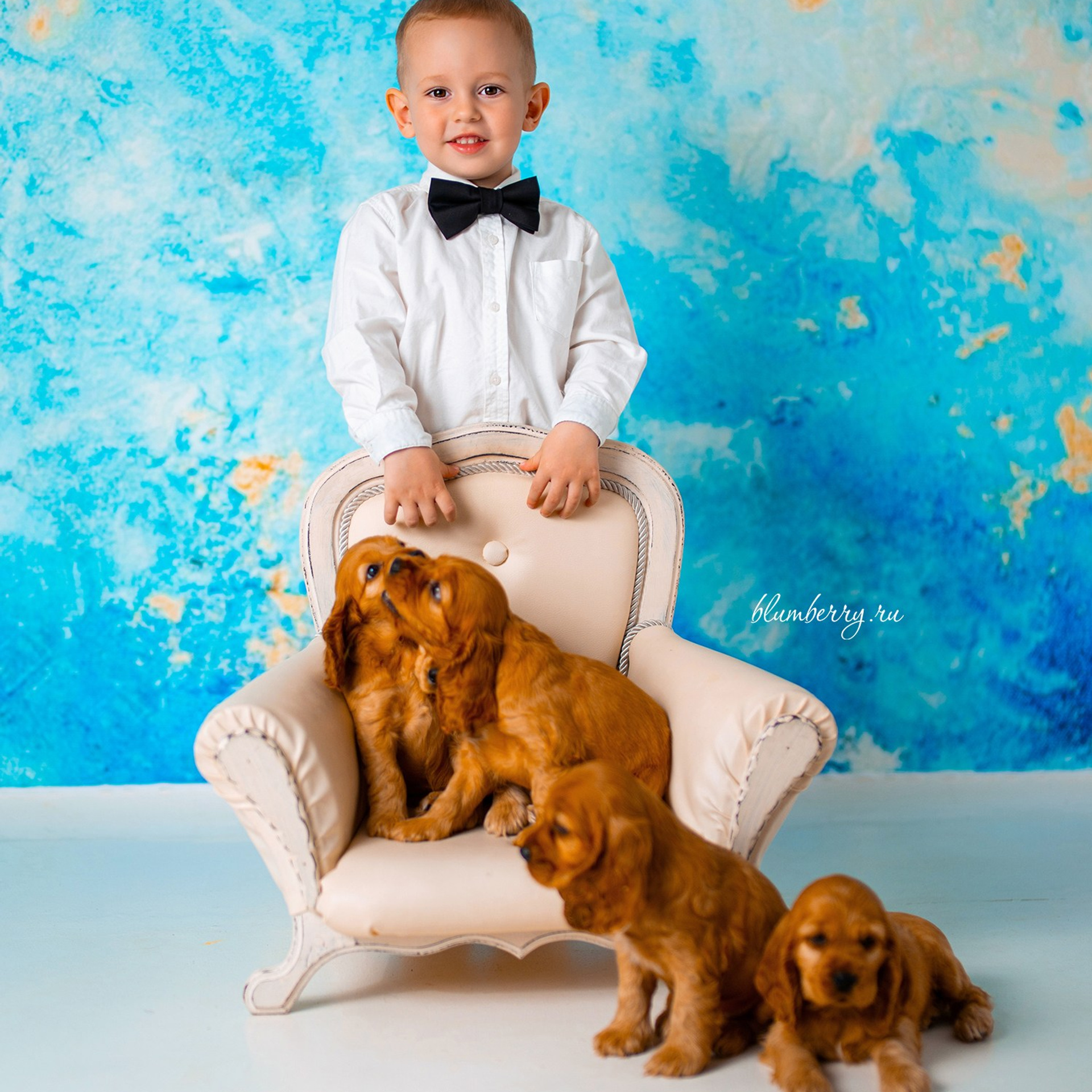Щенки спаниеля. Детский и семейный фотограф в Краснодаре Анастасия Blumberry