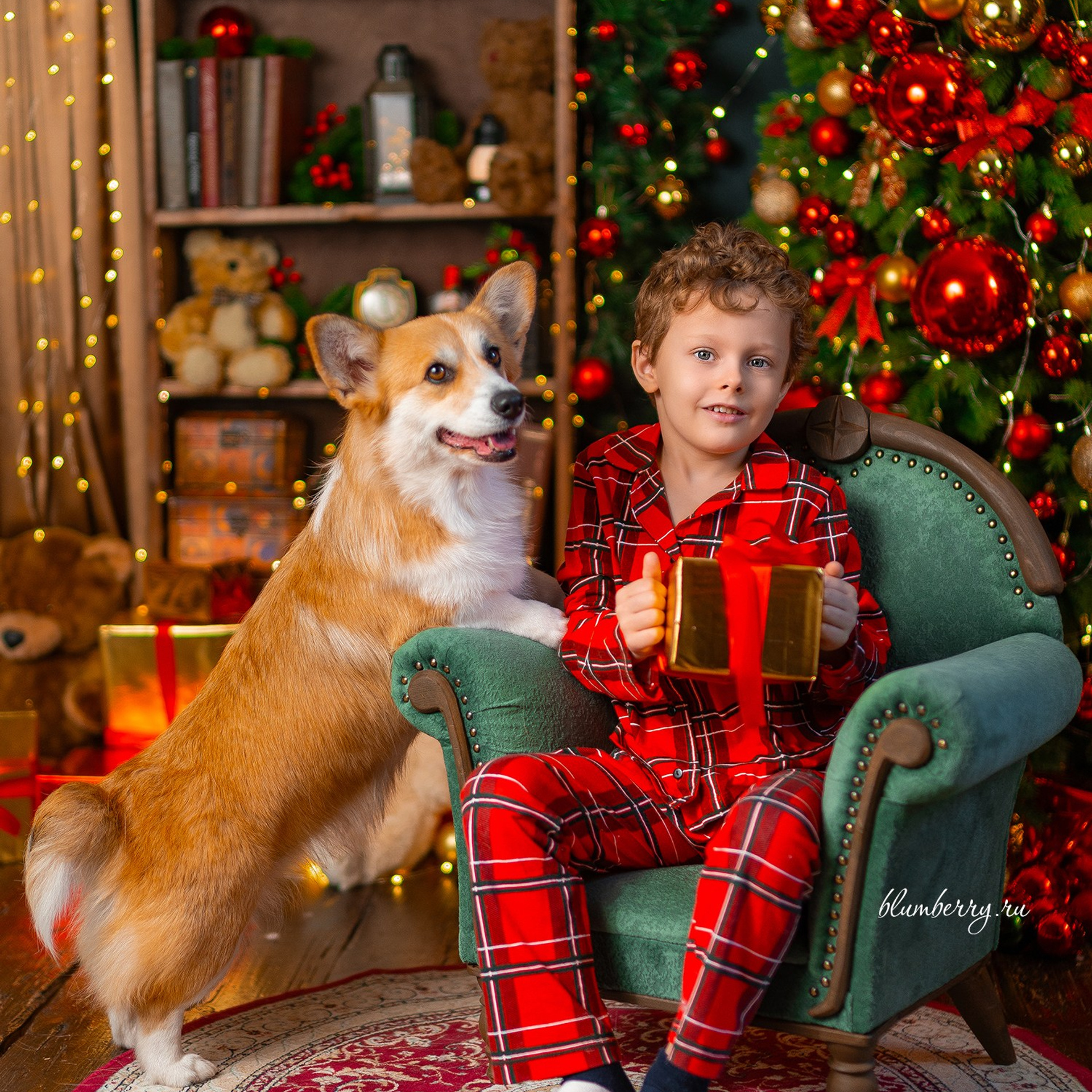 Новогодняя с корги. Детский и семейный фотограф в Краснодаре Анастасия Blumberry