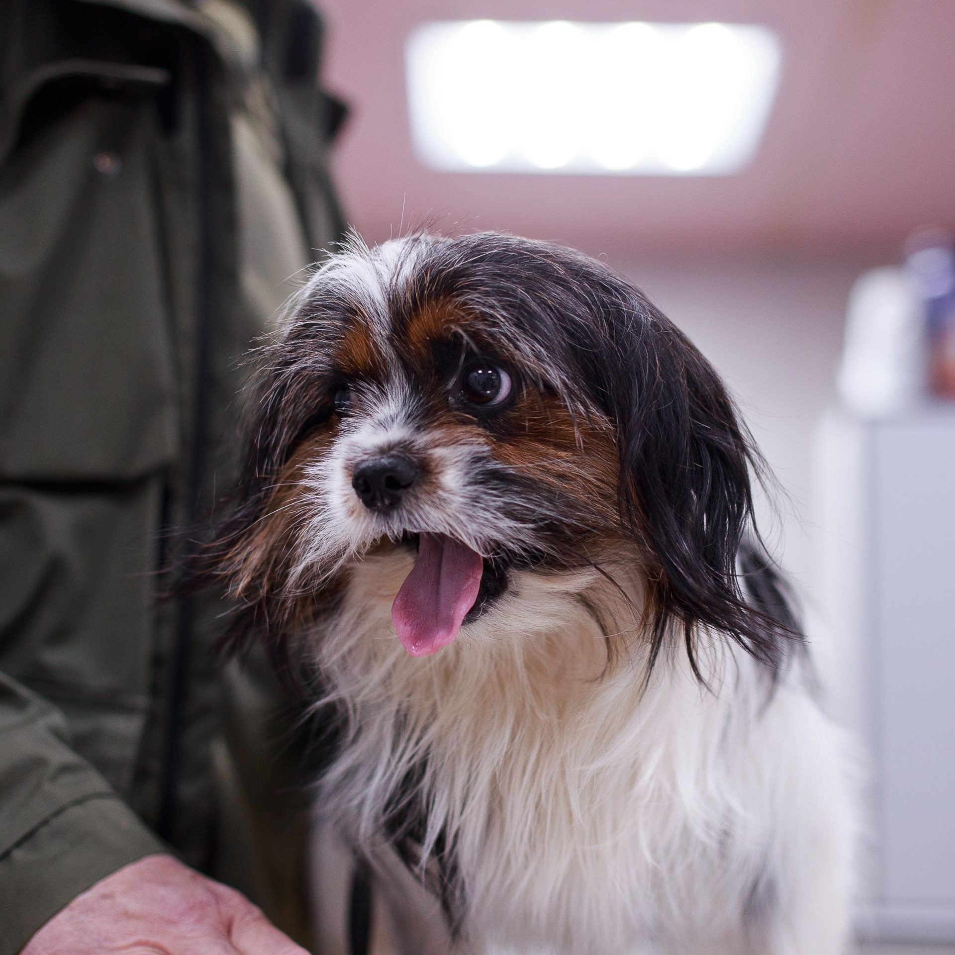 Ветеринарная клиника