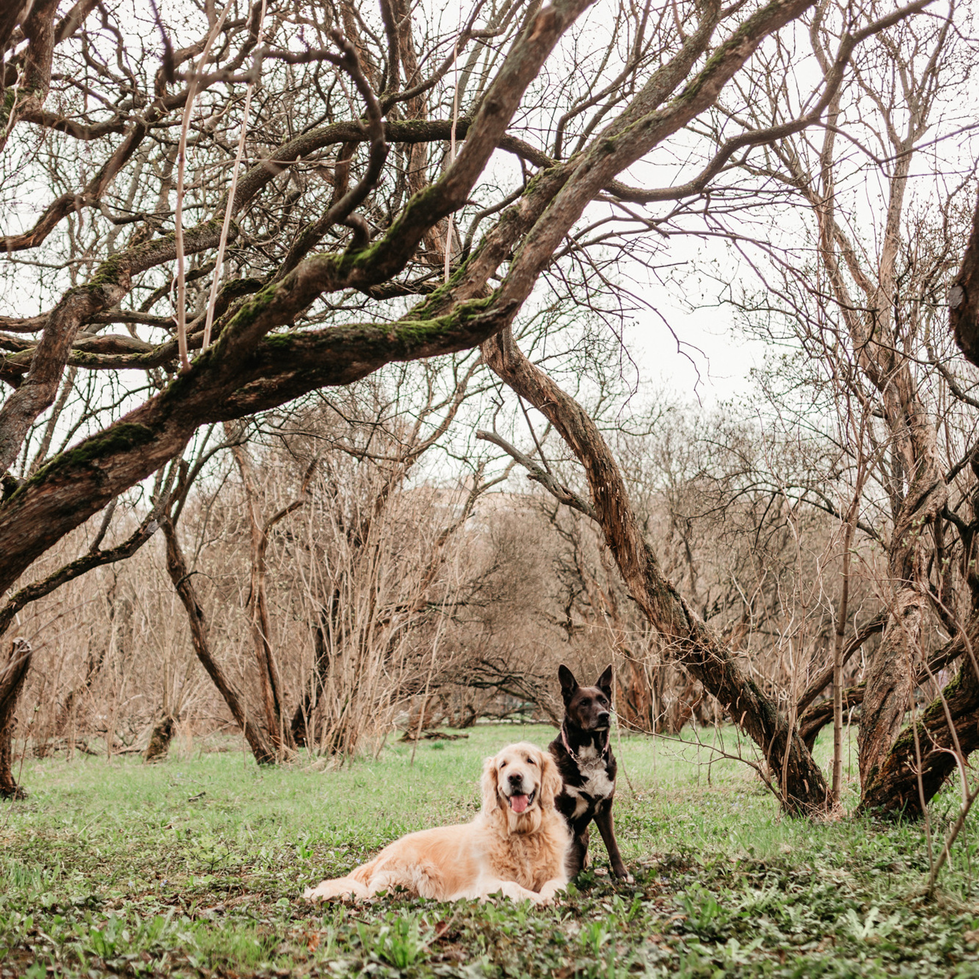 Ира, Бэлла и Альма