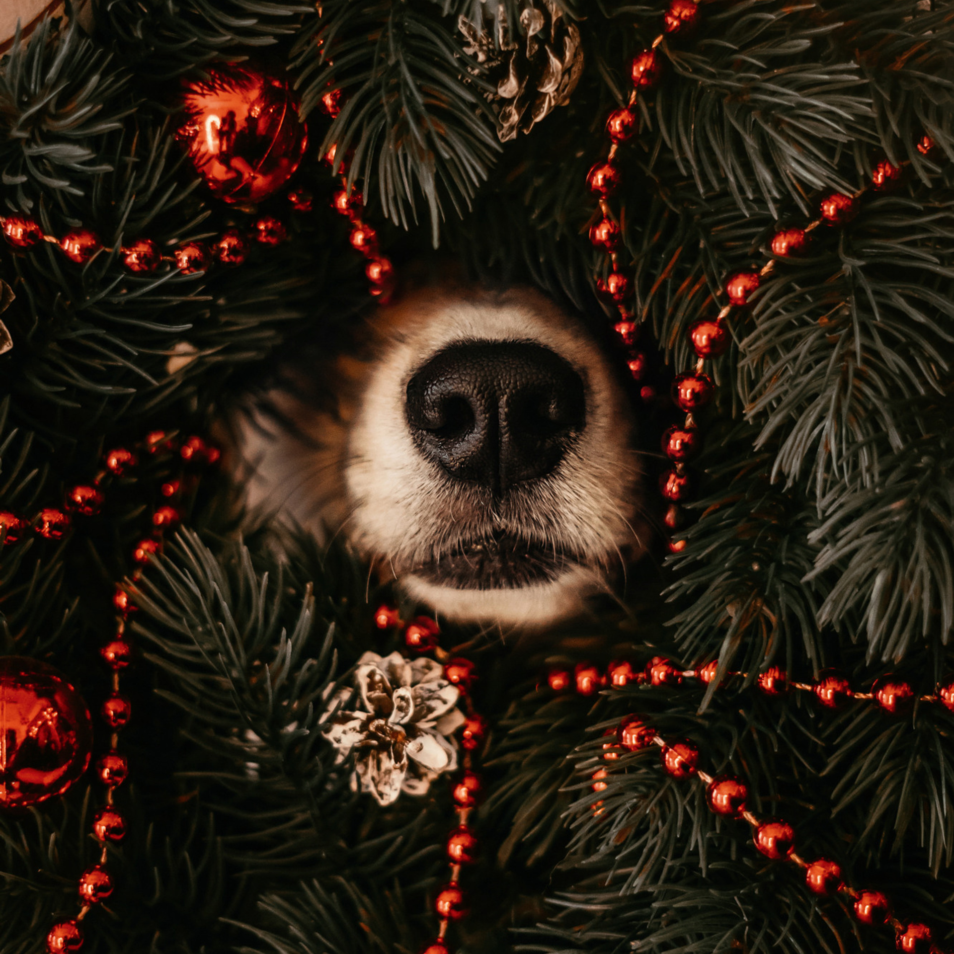 Степаша и Василиса