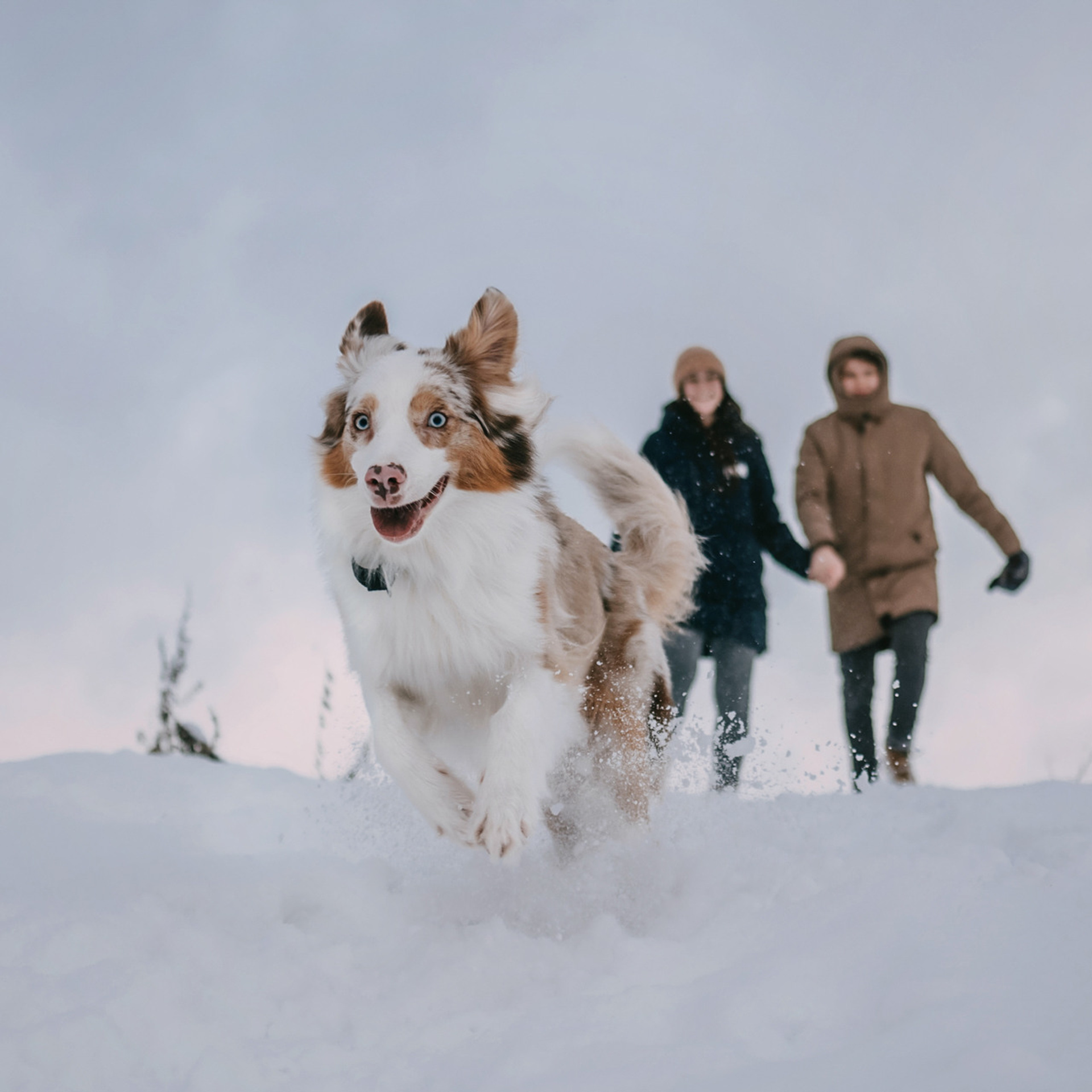 Наташа, Стас и Элфи