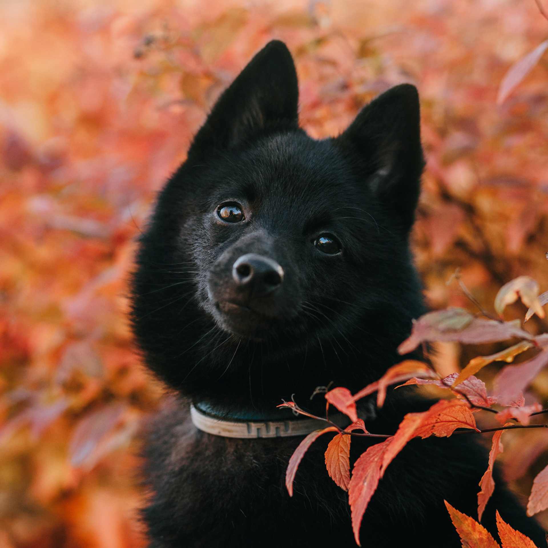 Настасья, Саша и Рокки