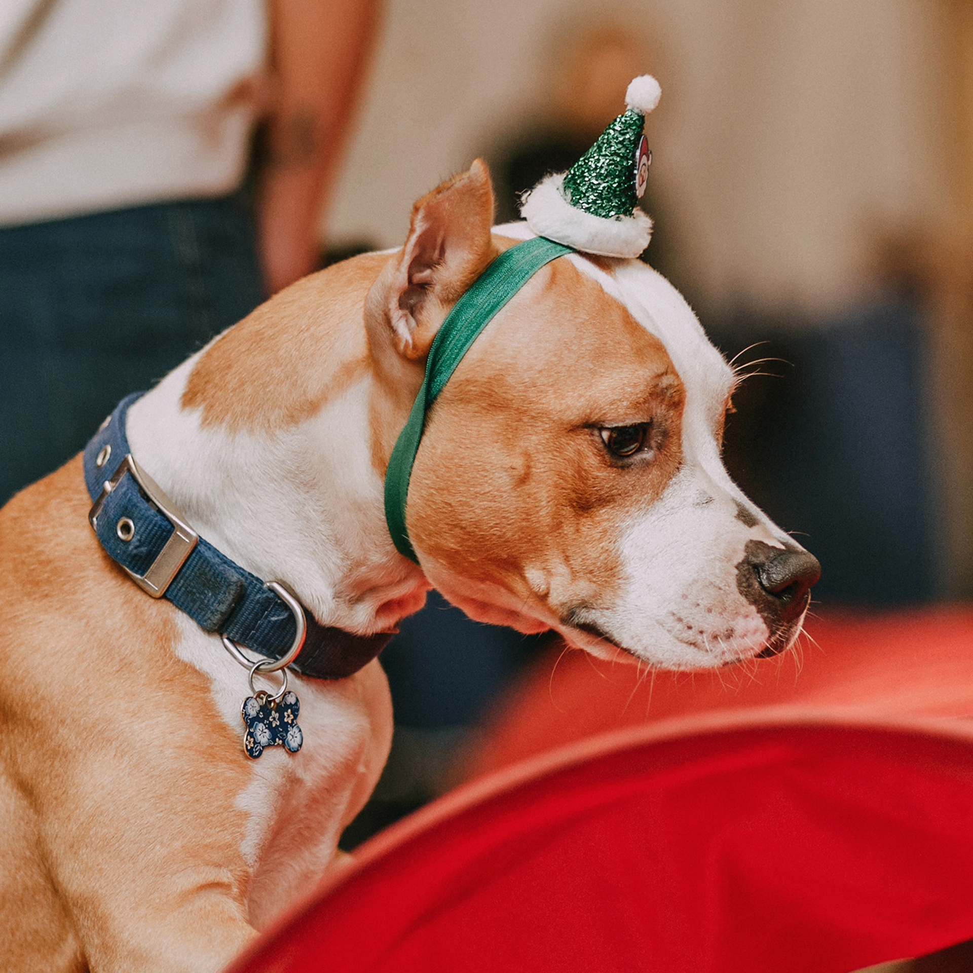 Собачий Новый год