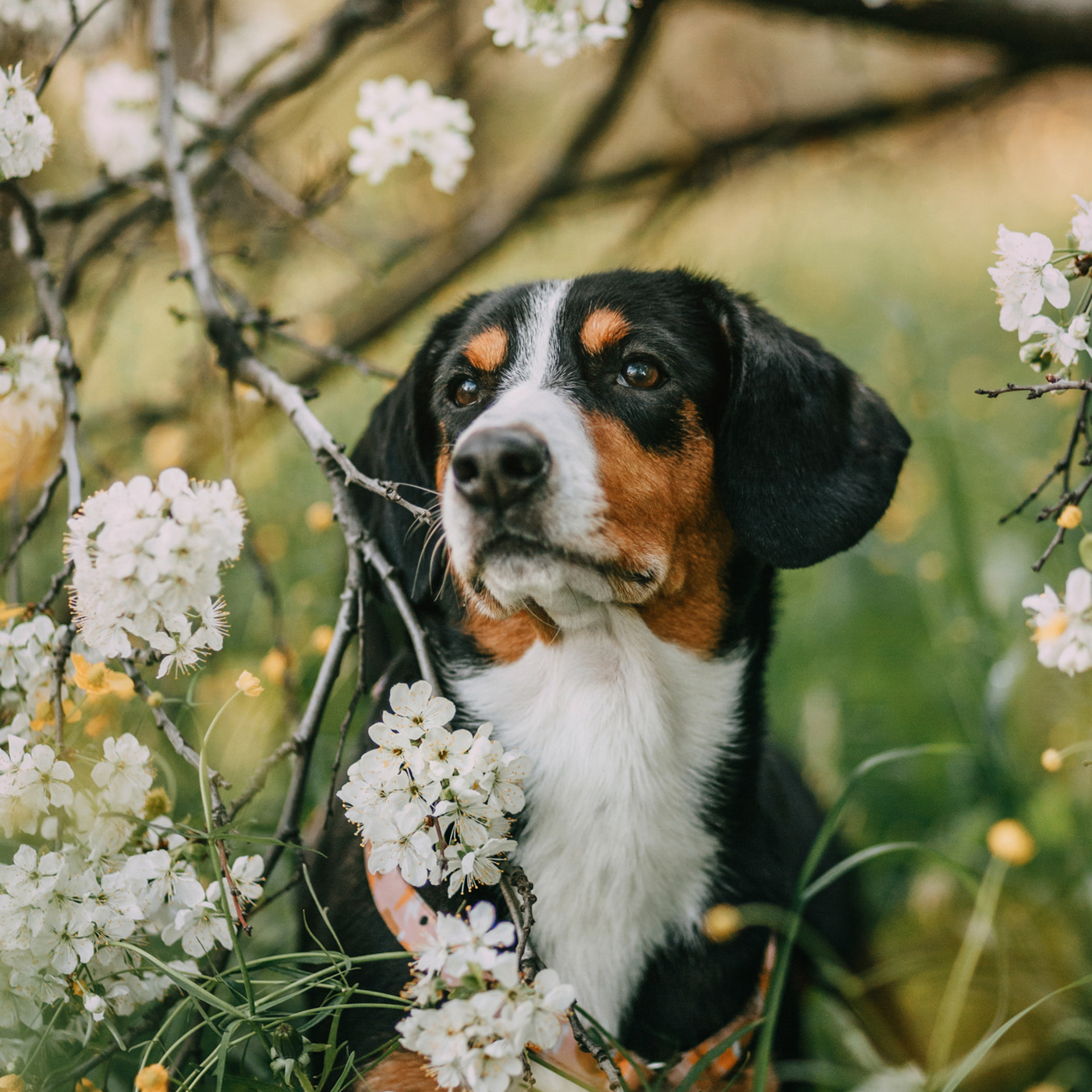 Аня и Вафля