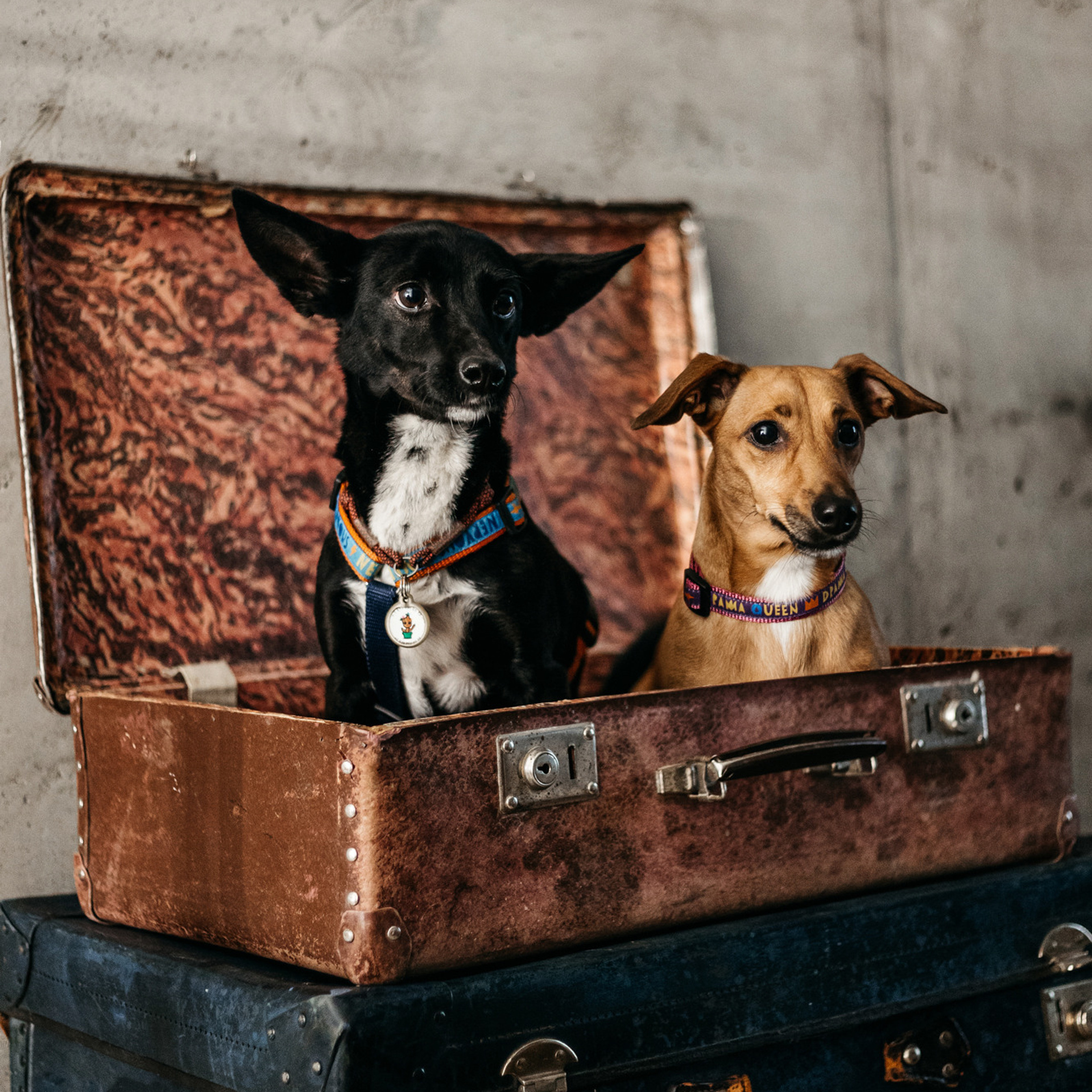 Отзывы. Фотограф-анималист Елена Радченко, Москва