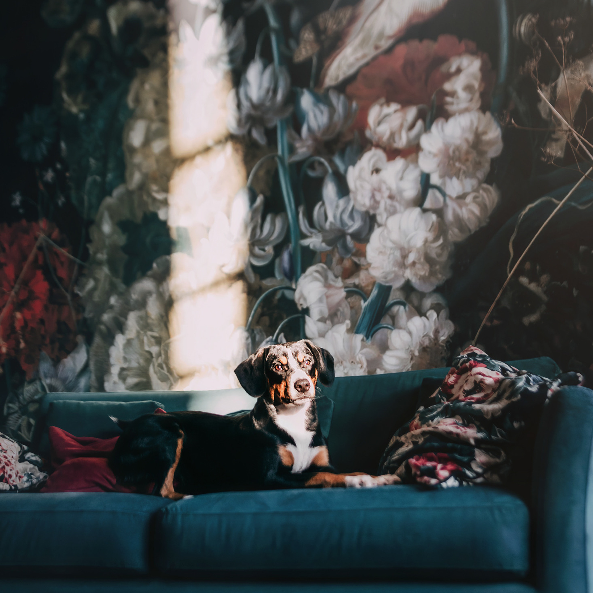 Аня и Пикси