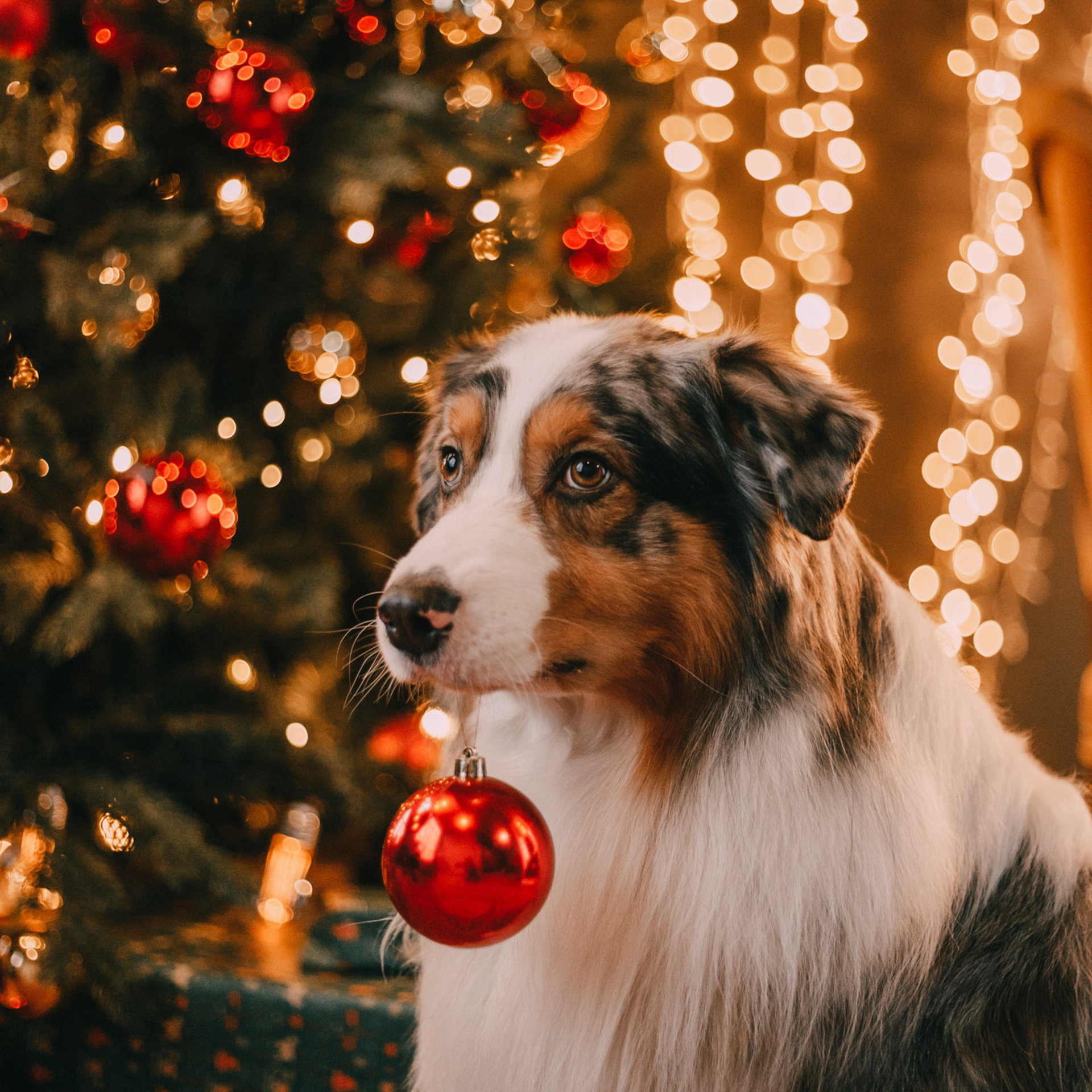 Новогодний фотодень