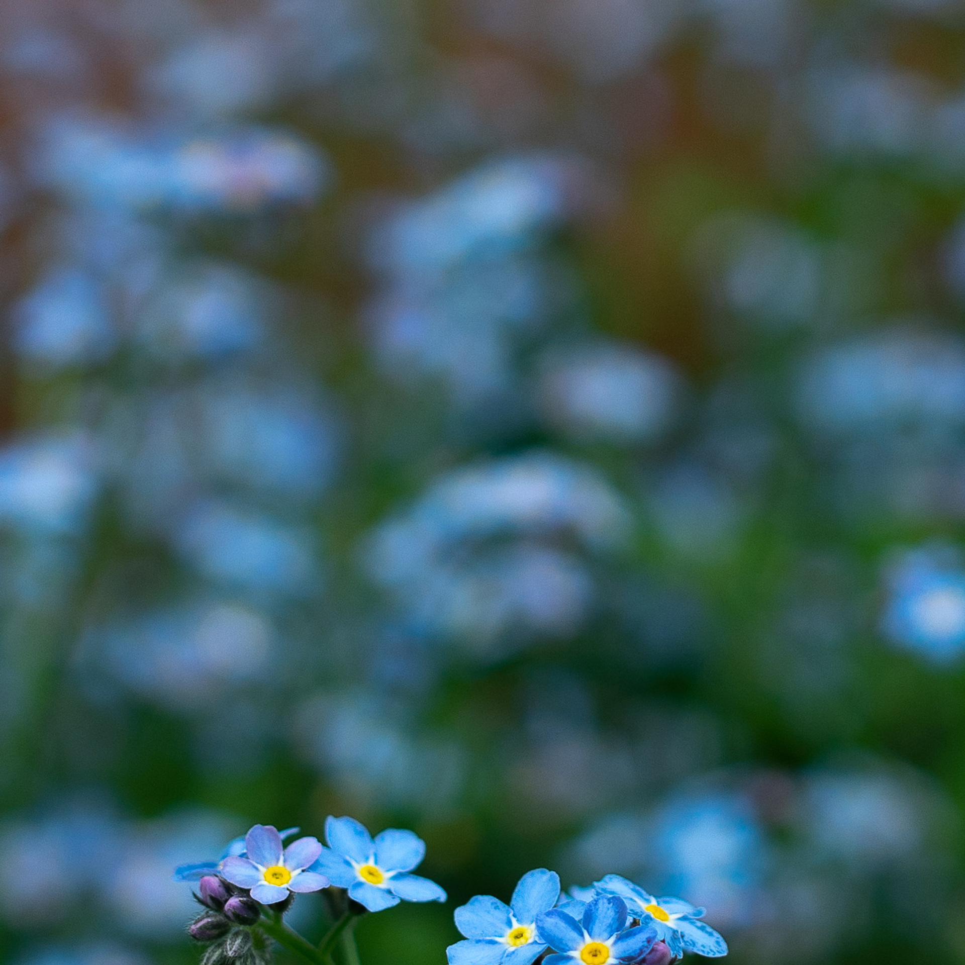 нежно бирюзовые цветы на коричнево зеленом фоне