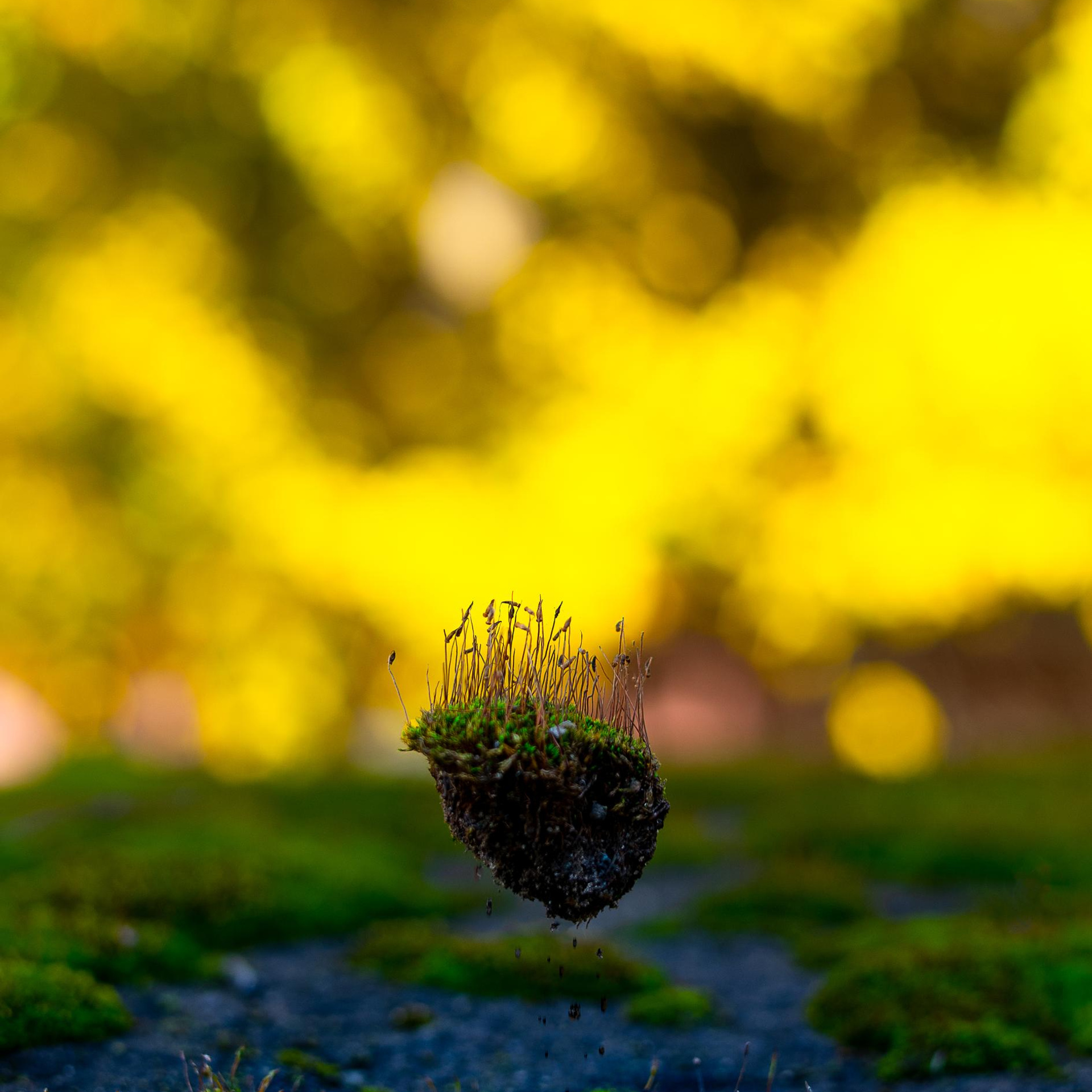 макро мир осенью с летающим островком мха