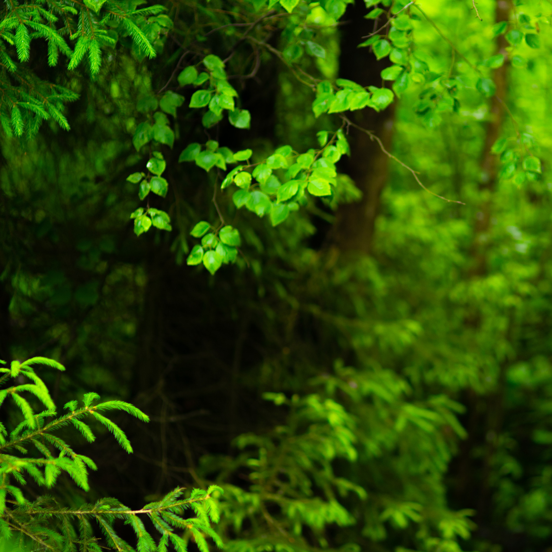 деревья с листьями в лесу