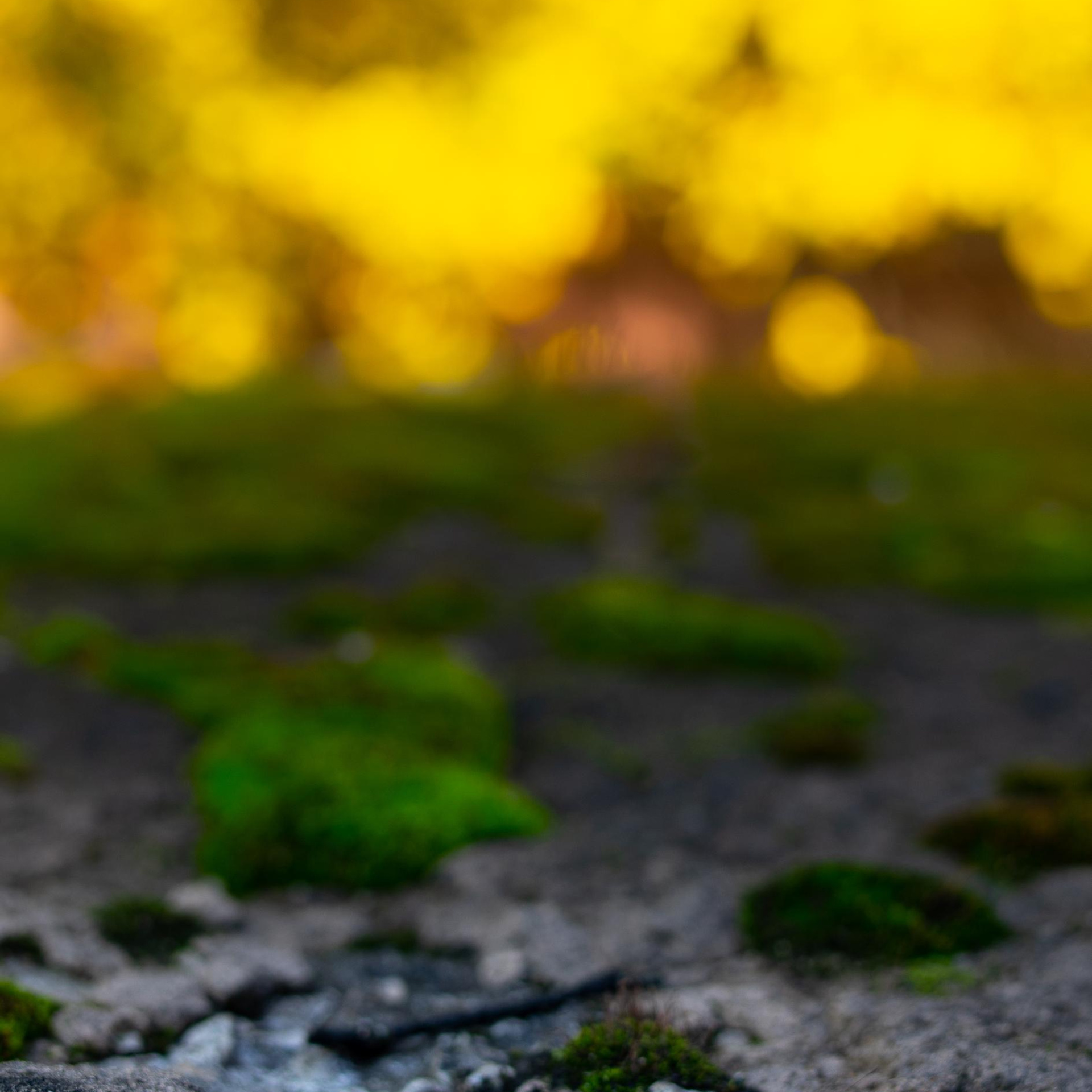 микросъемка каменного мха на фоне осени